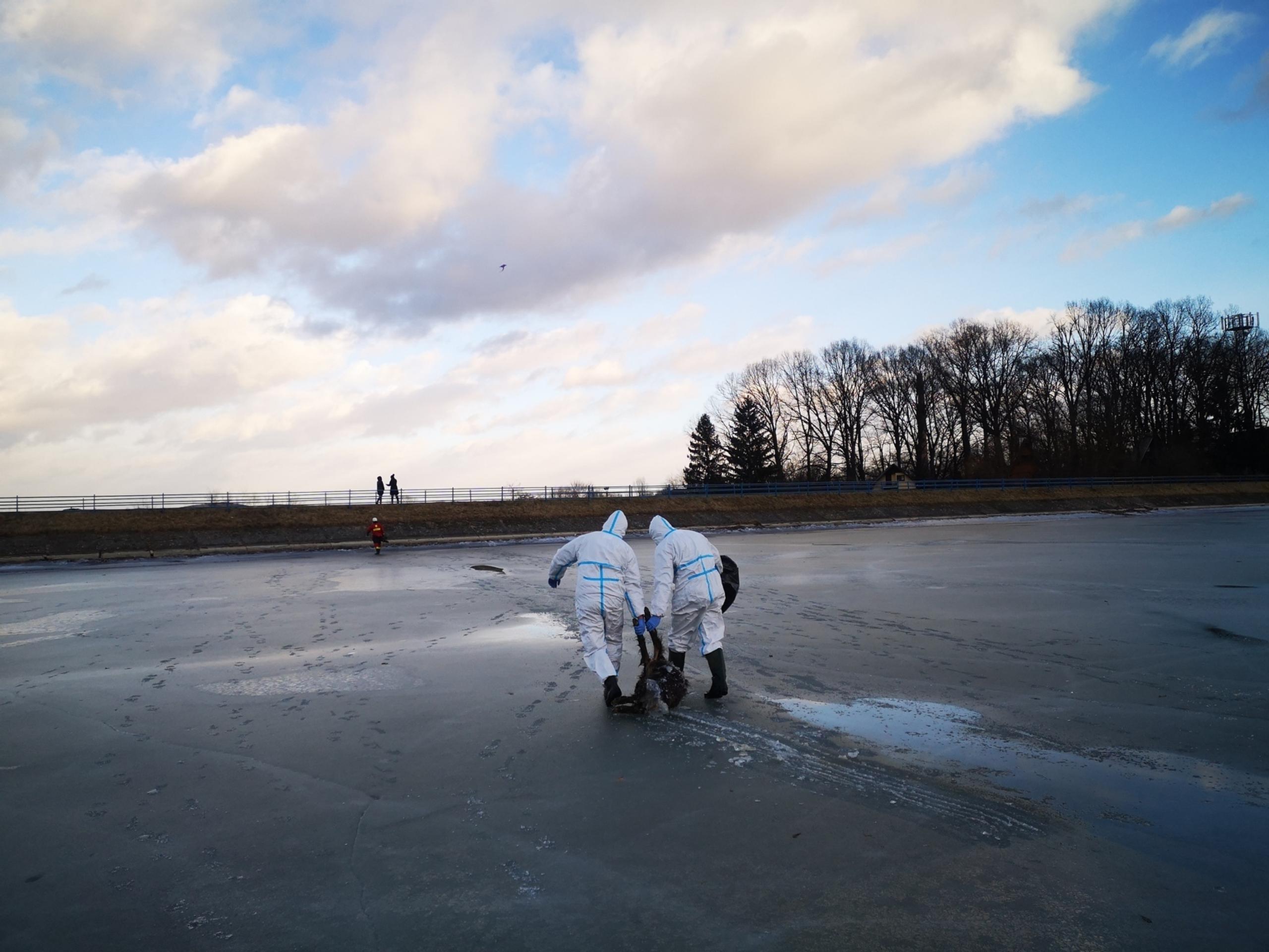 V jazere zamrzol mladý diviak.