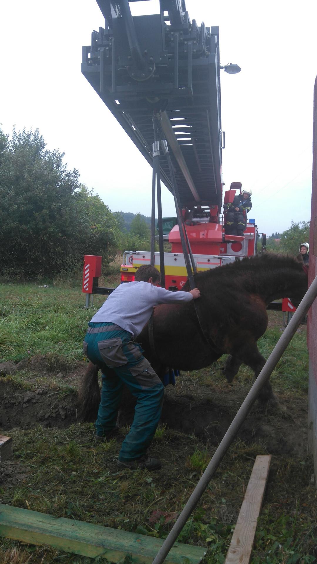 Hasičom z Pezinka sa dnes podarilo zachrániť ťažného koňa