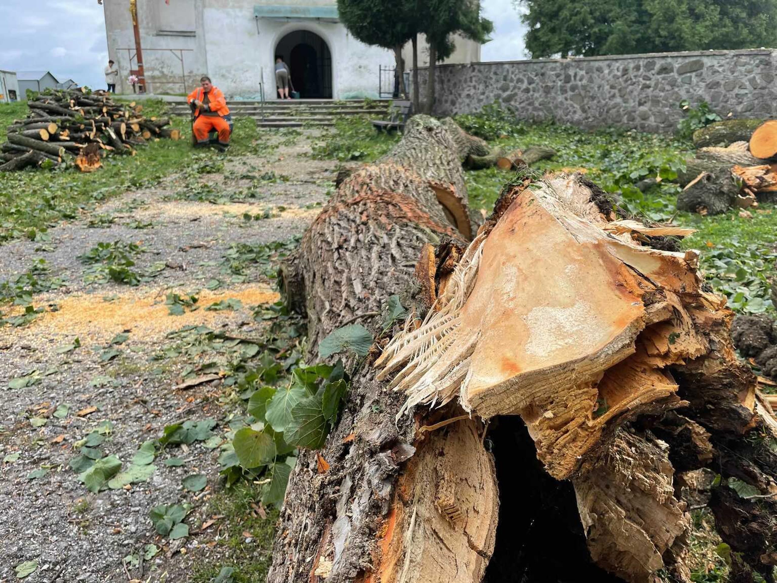 Z veľkého kmeňa zostalo torzo.