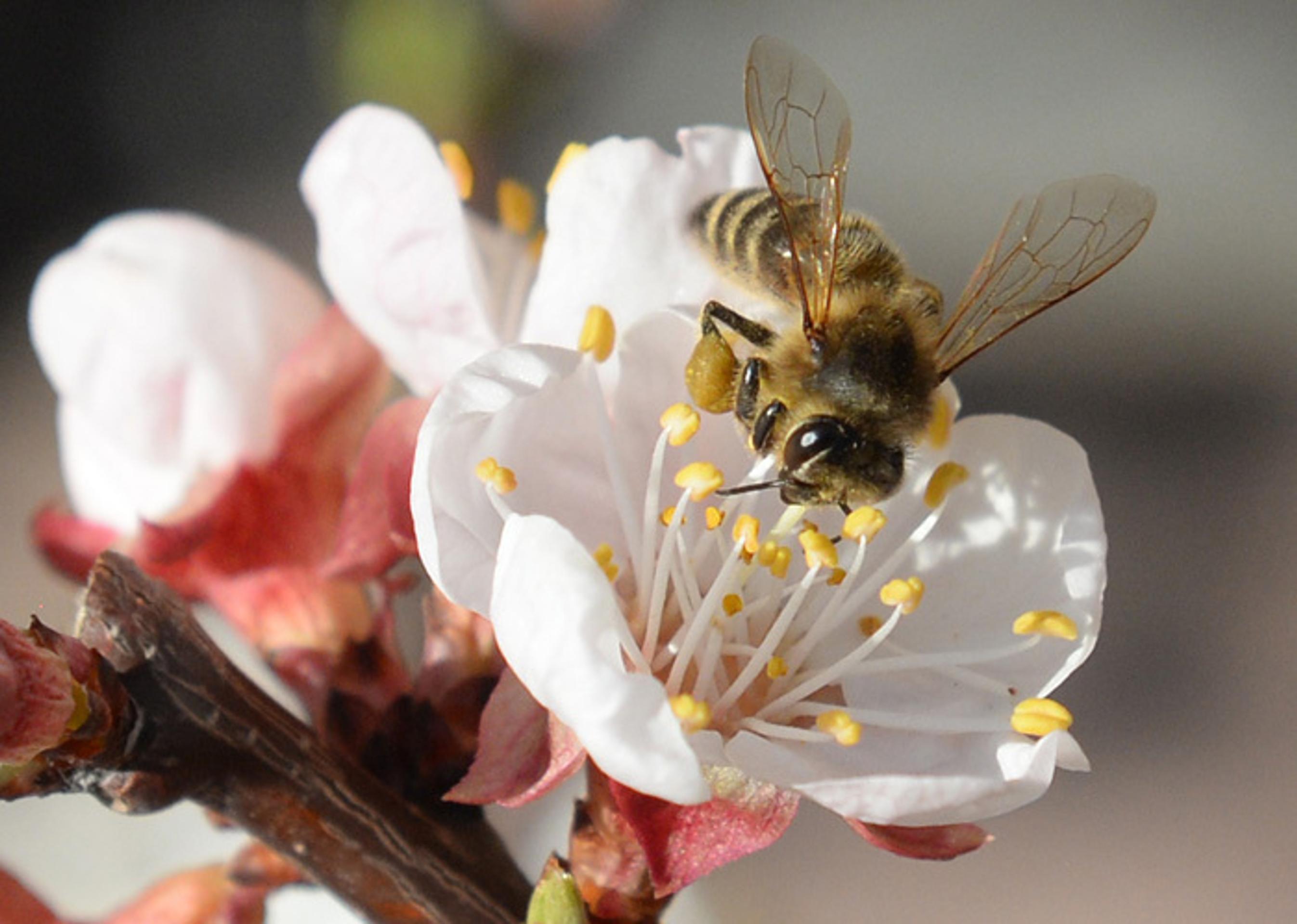 Súrodenci sa pre svoju špecifickosť rýchlo stali populárnymi. 