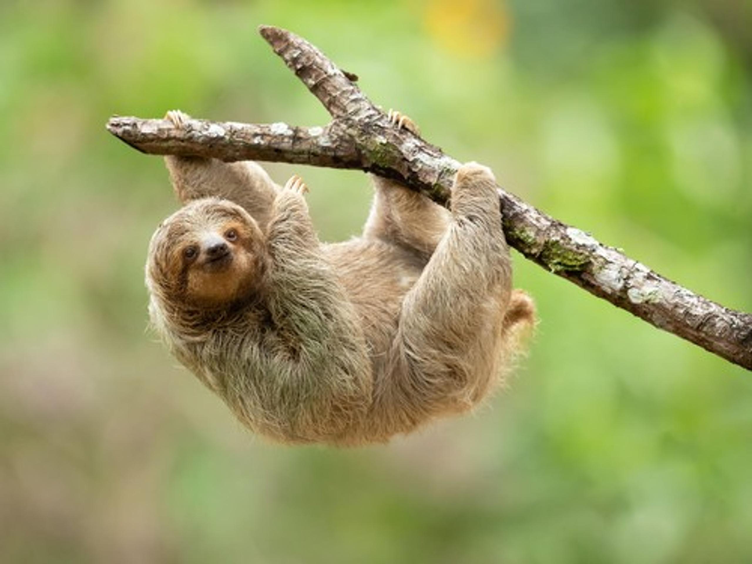 Leňoch trojprstý. Ilustračná snímka