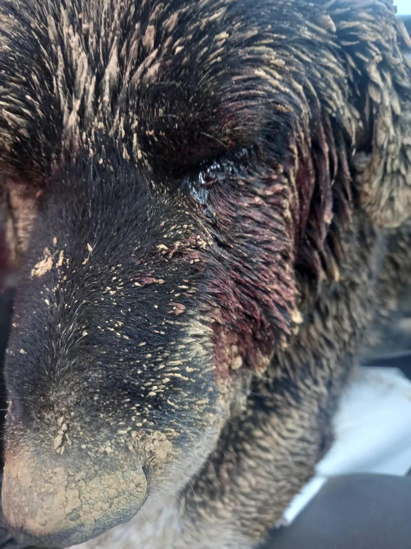 Takto vyzeral Benny, keď ho našli.