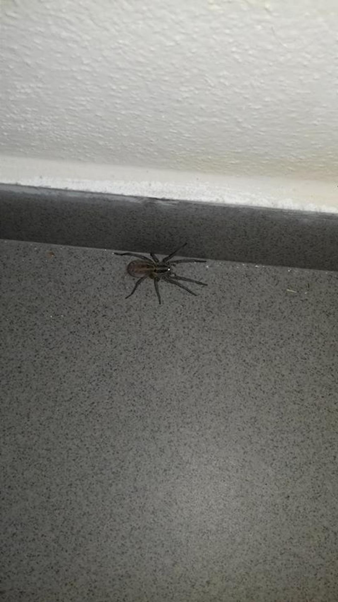 Samica strehúňa južného - Hogna radiata.