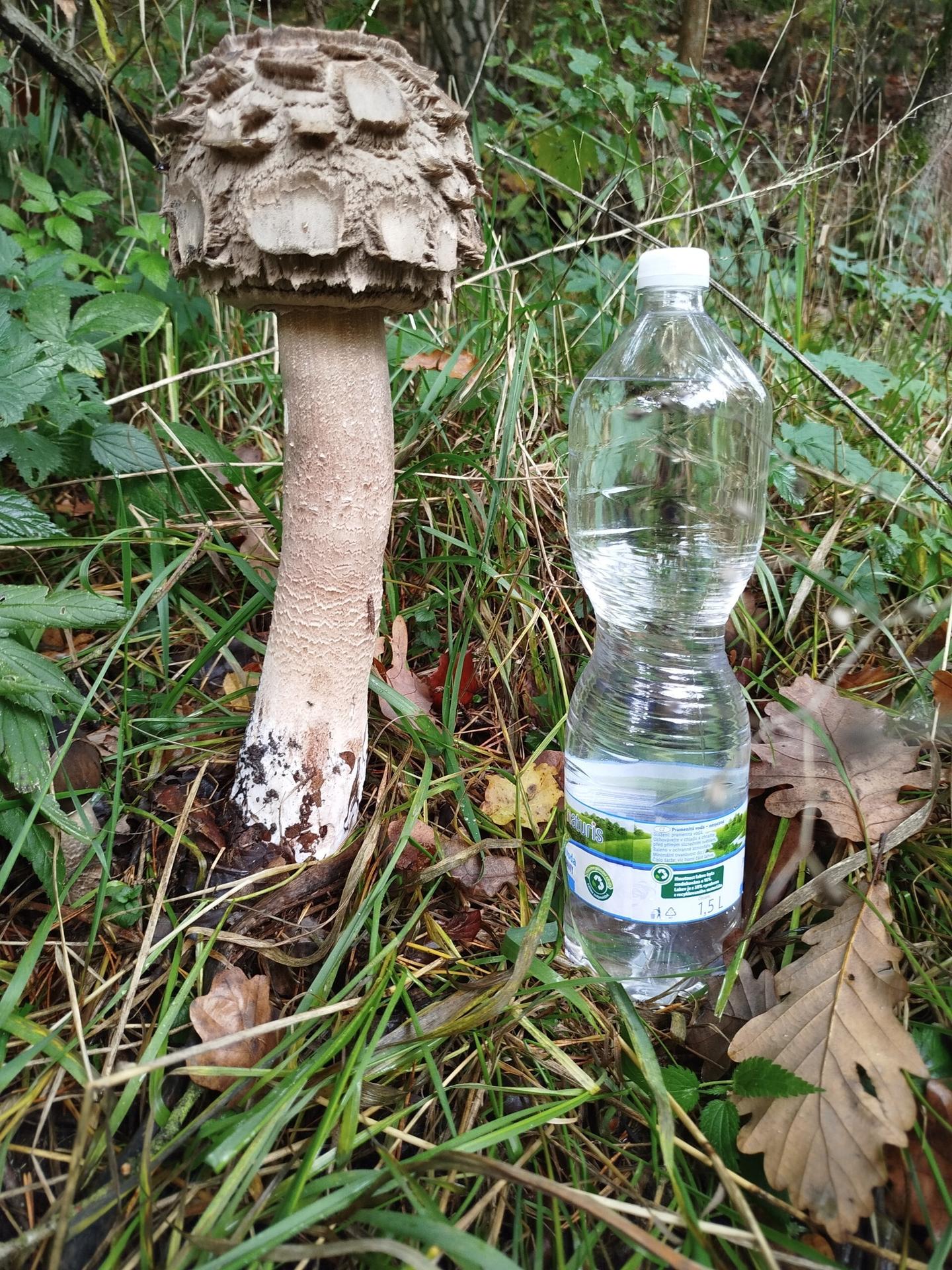 Hubárka našla obriu jedľu