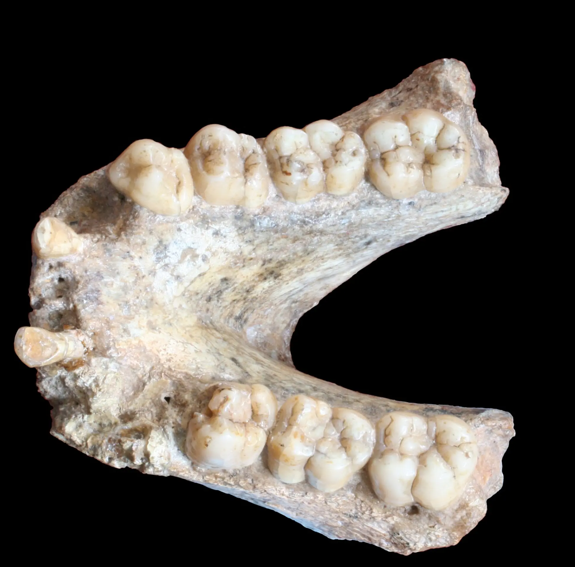 Gigantopithecus mal mimoriadne vyvinuté zuby.