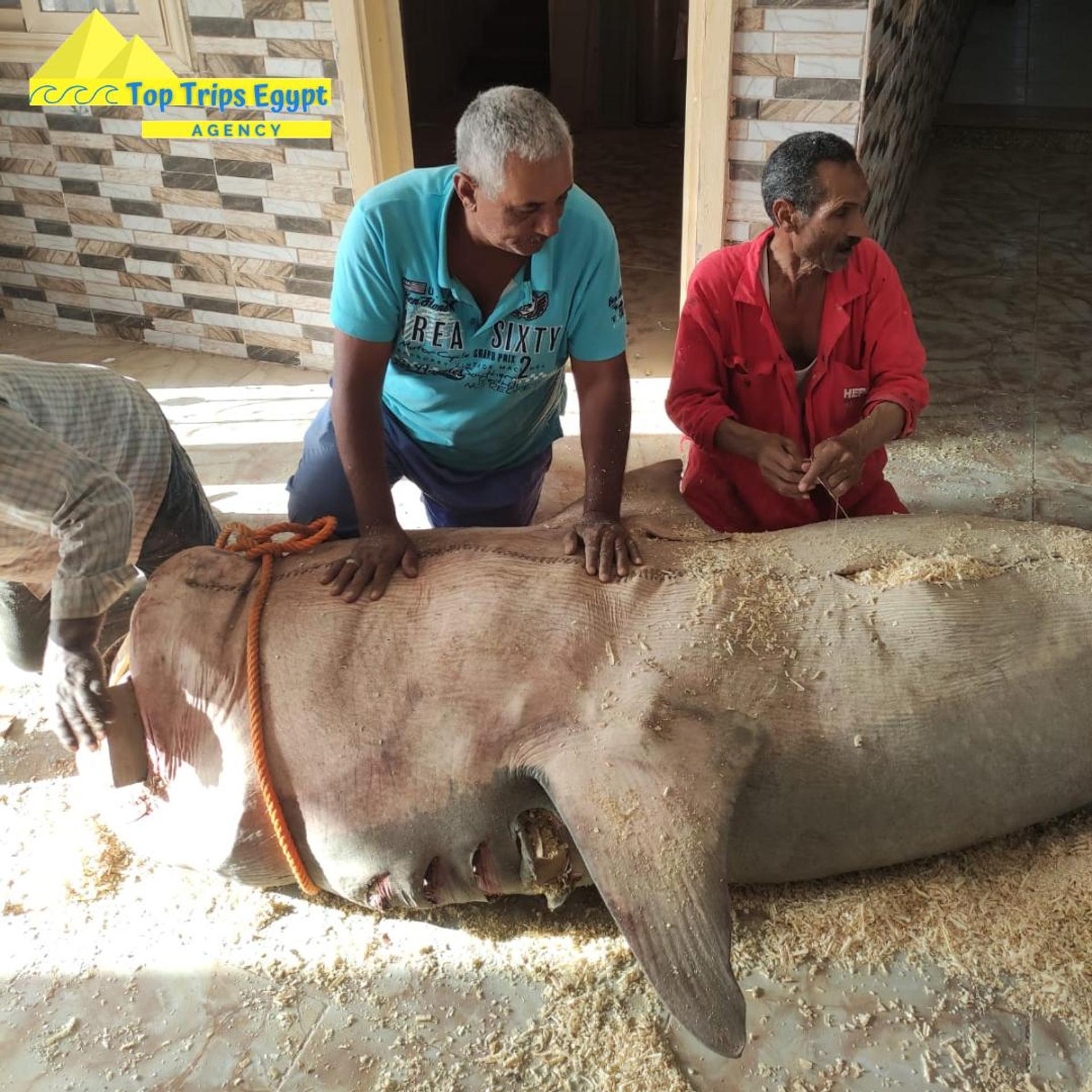 Mumifikácia žraloka, ktorý usmrtil človeka.