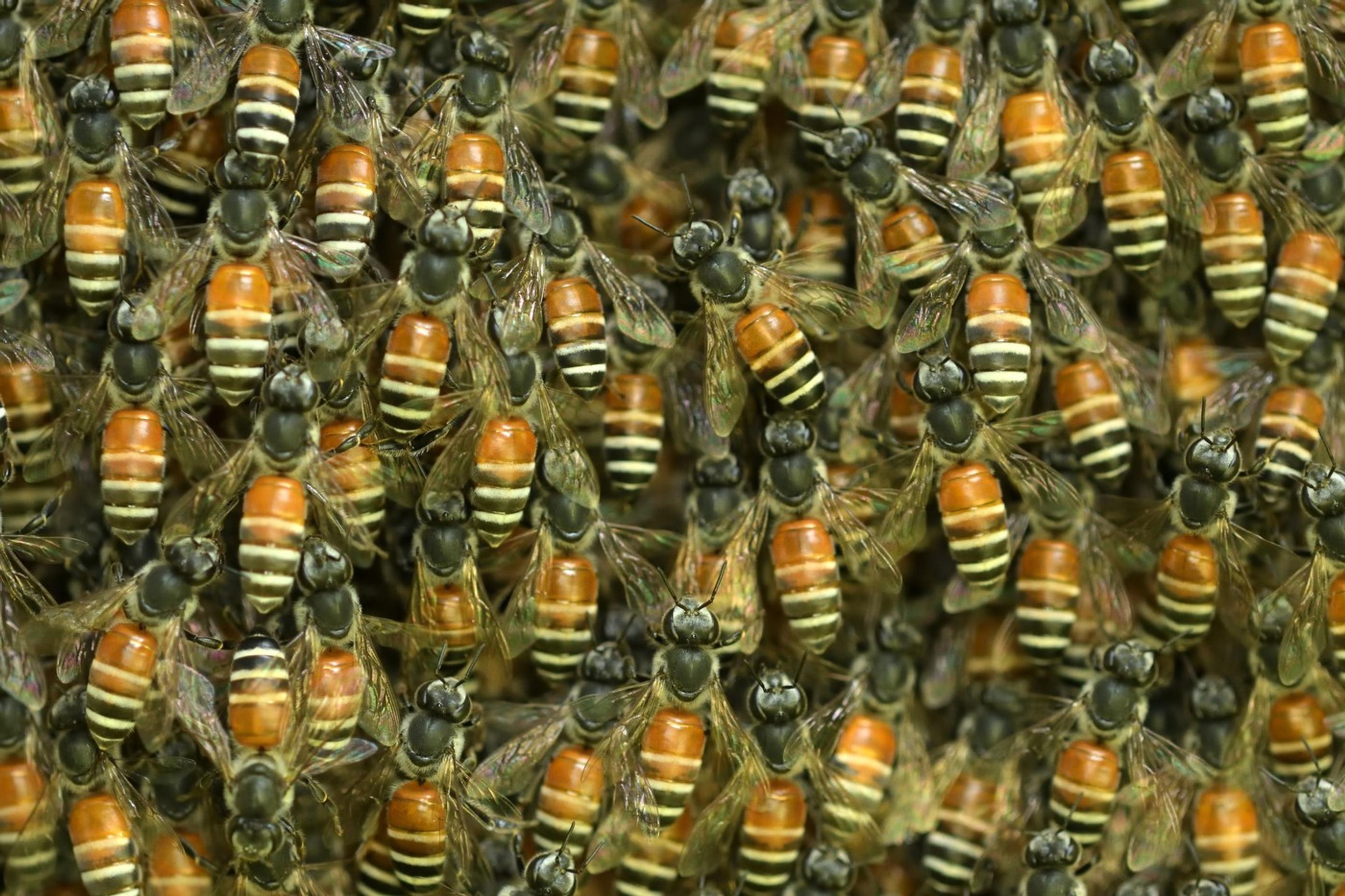 Včela kvetná (lat. Apis Florea)