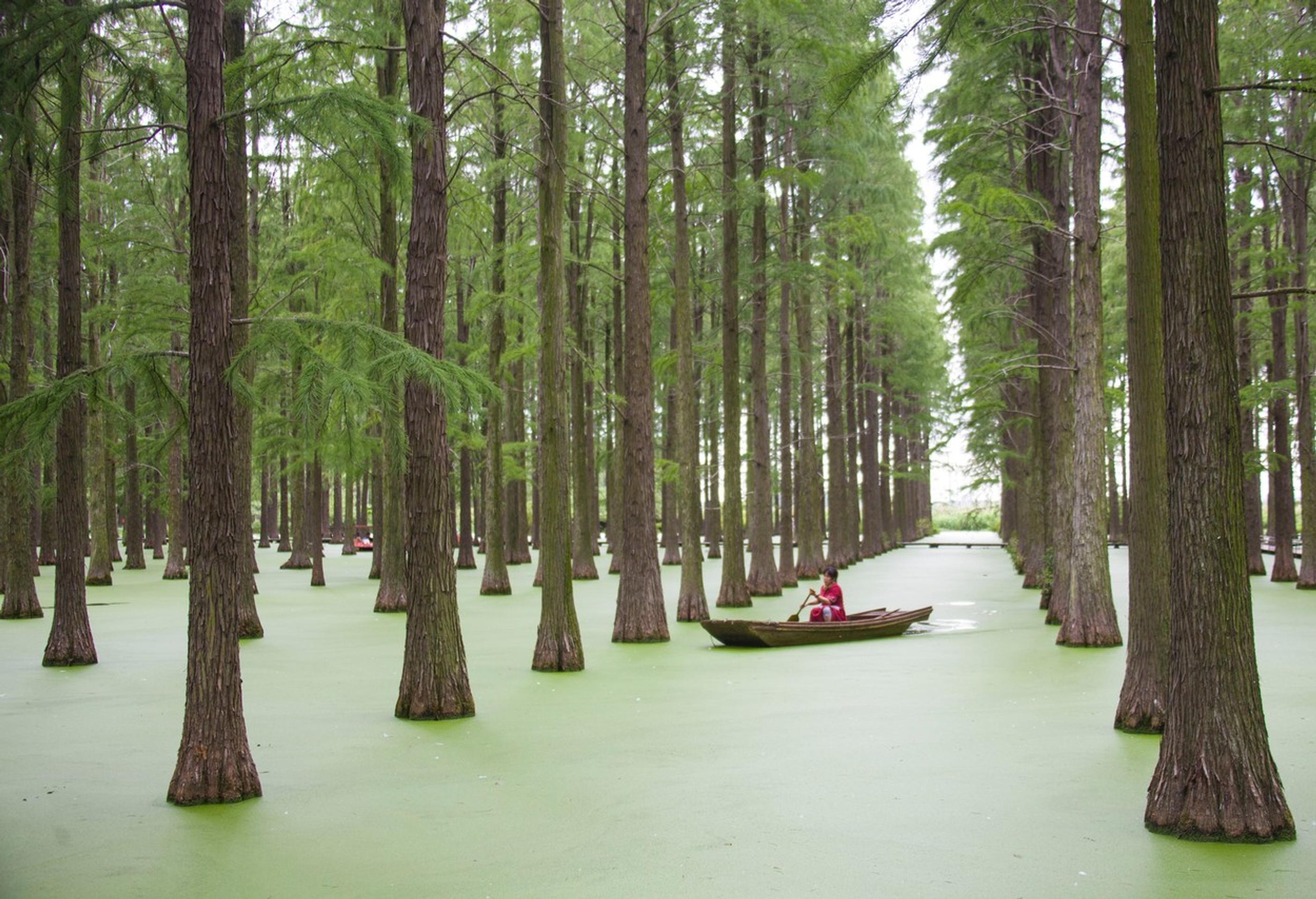 Turisti sa plavia na člnoch v „plávajúcom lese“ v čínskej provincii Ťiang-su.