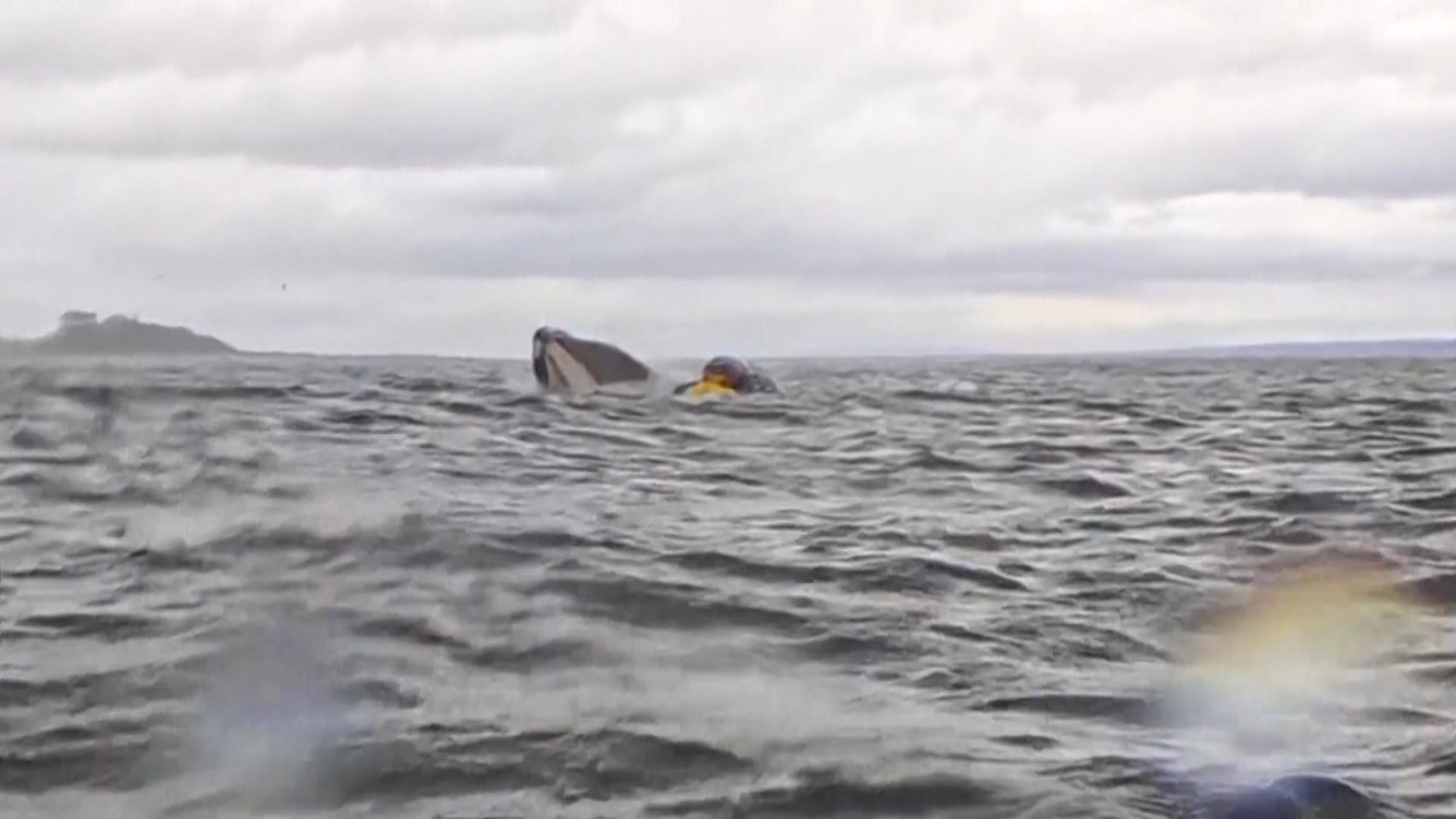 Veľryba sa vynára pod kajakárom