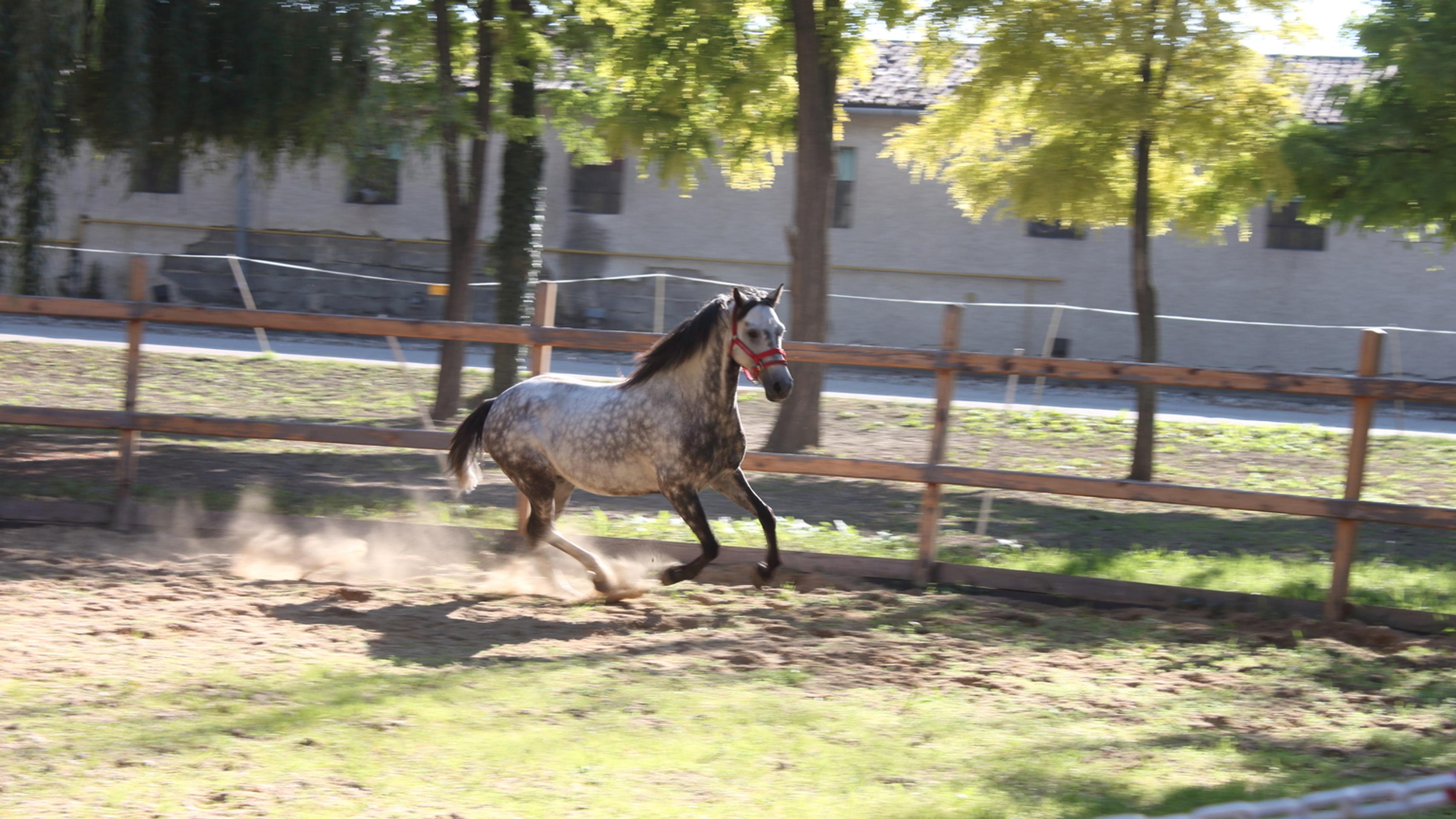 Aktivita združenia Horses Heal.