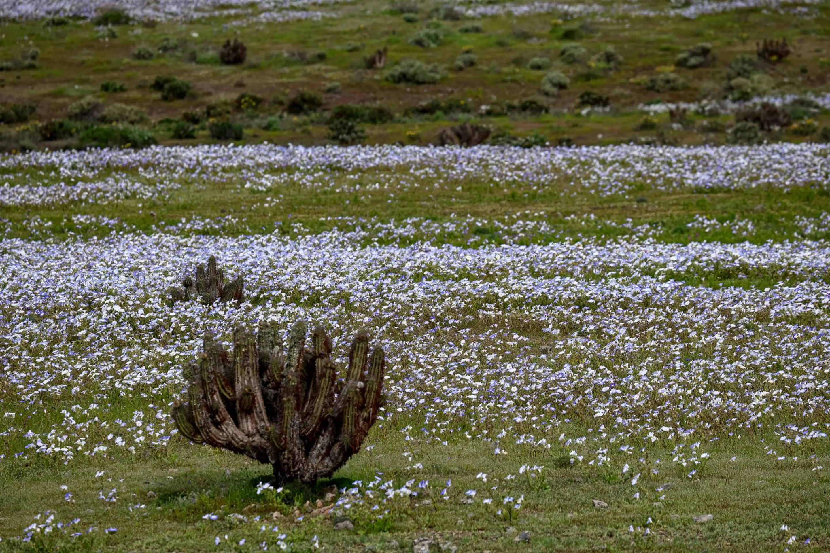 Púšť Atacama pokryli kvety.