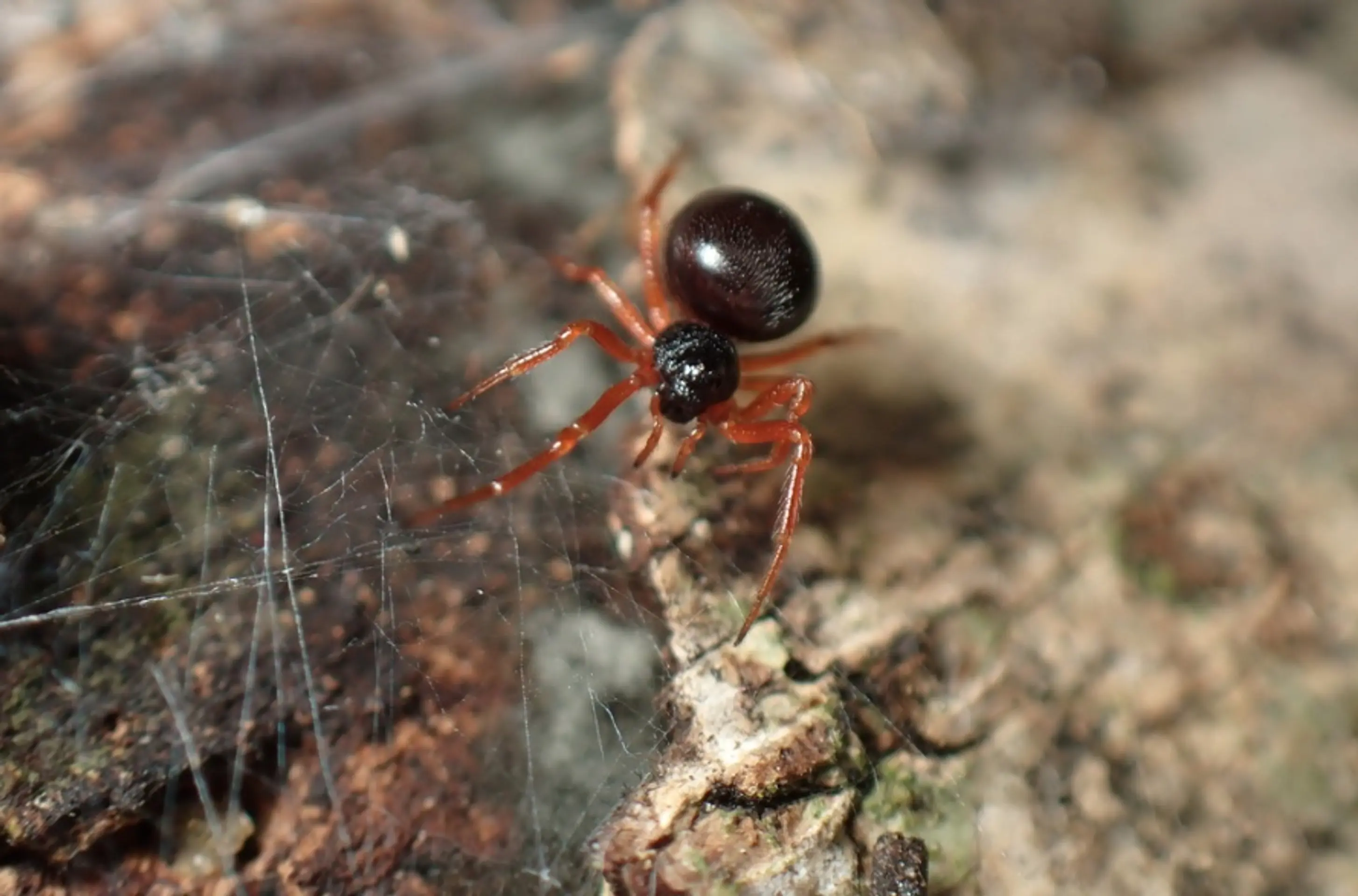 Crustulina sticta (snovačka fľakatá)
