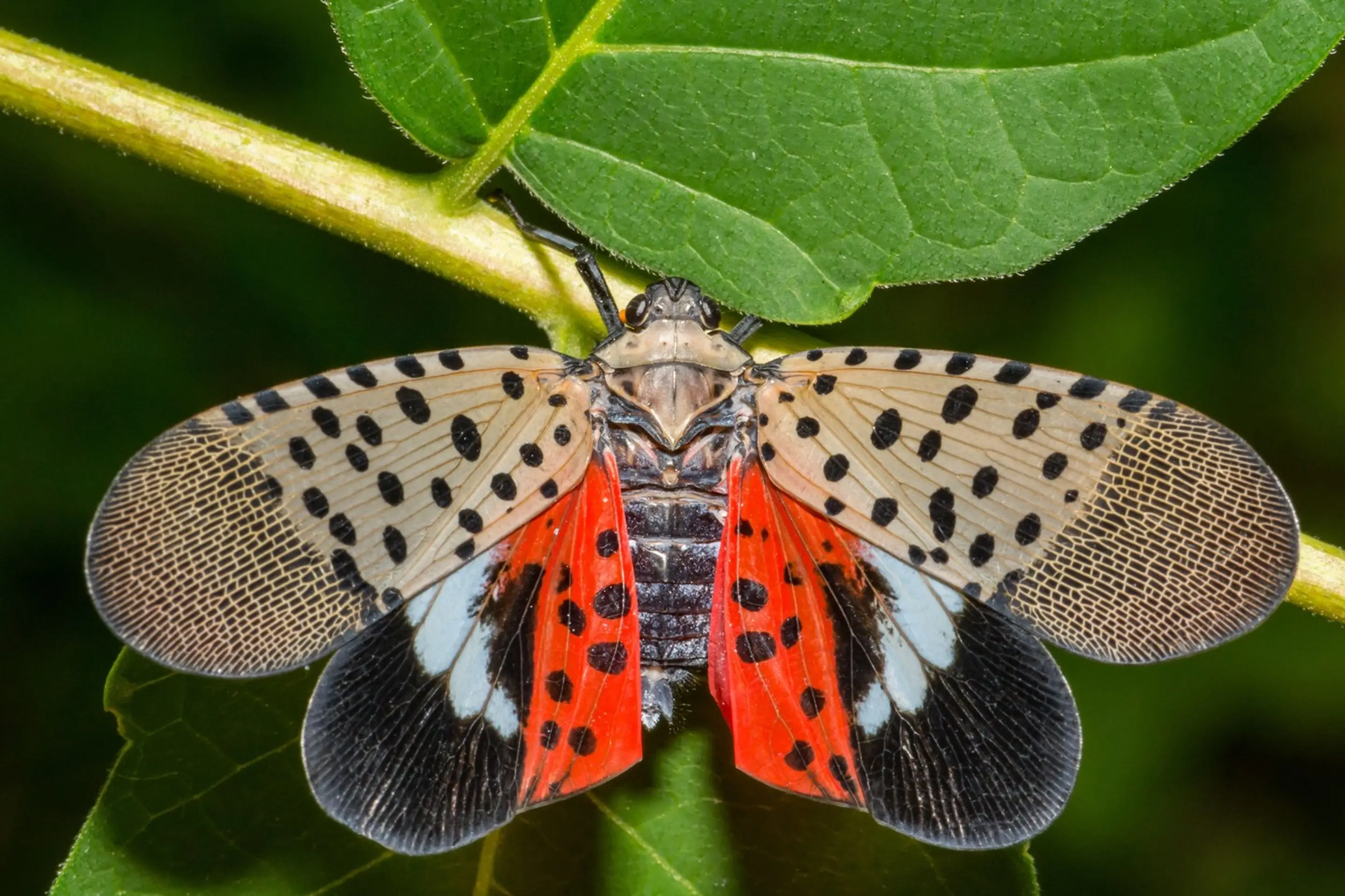 Cikádka škvrnitá (Lycorma delicatula).