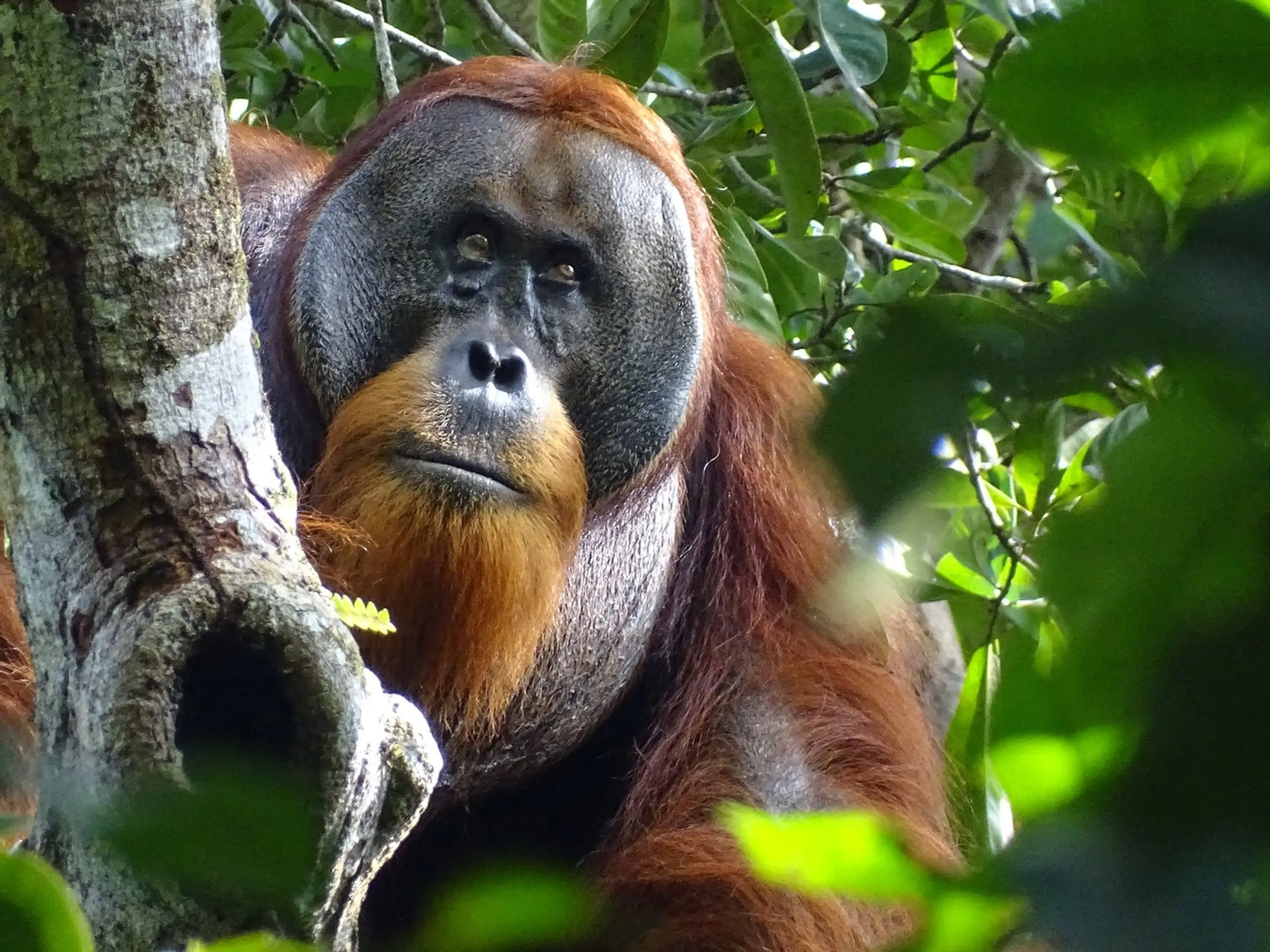 Orangutan Rakus si vyliečil ranu.