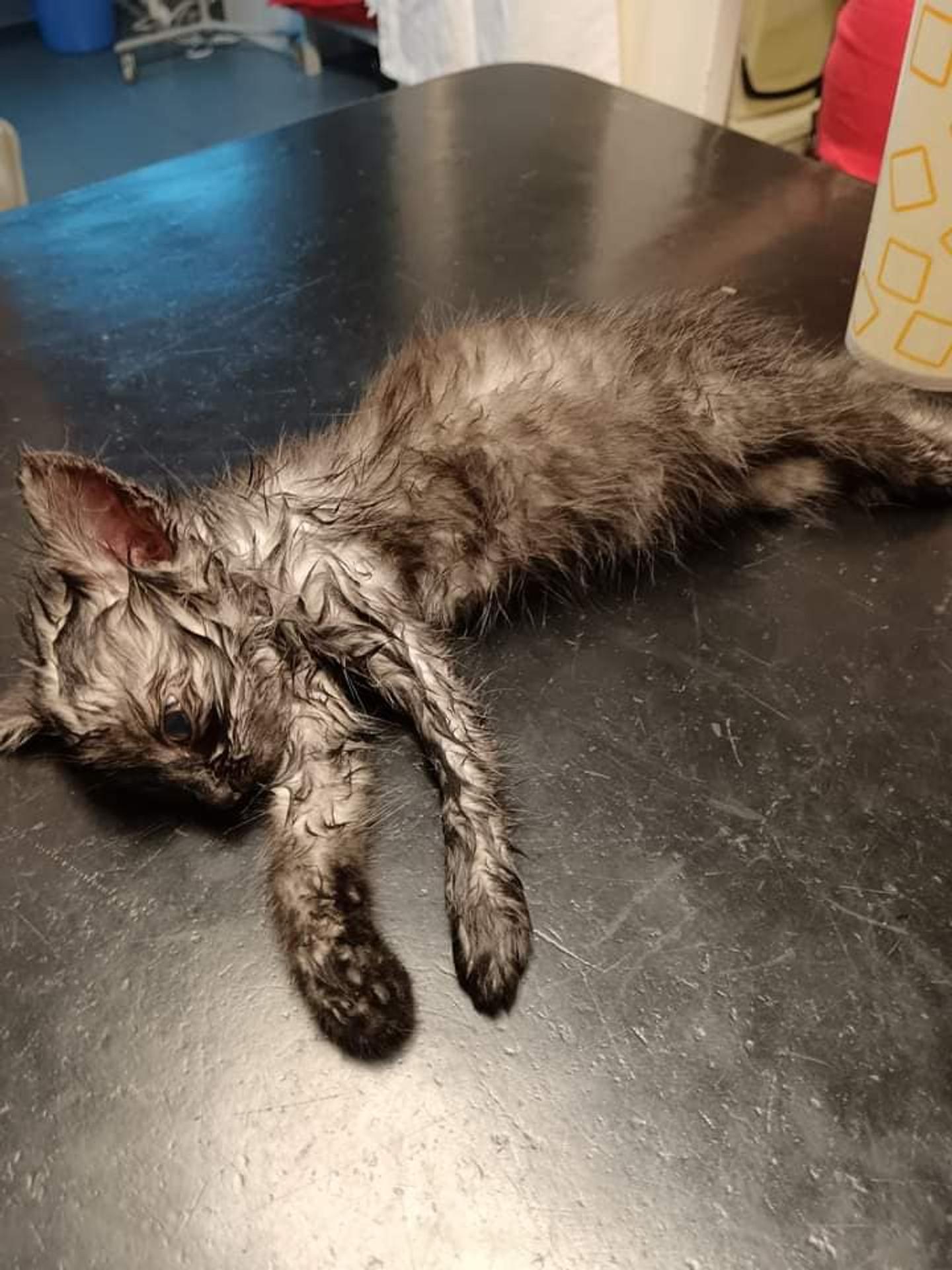 Mačiatko sa uvarilo pod kapotou auta.