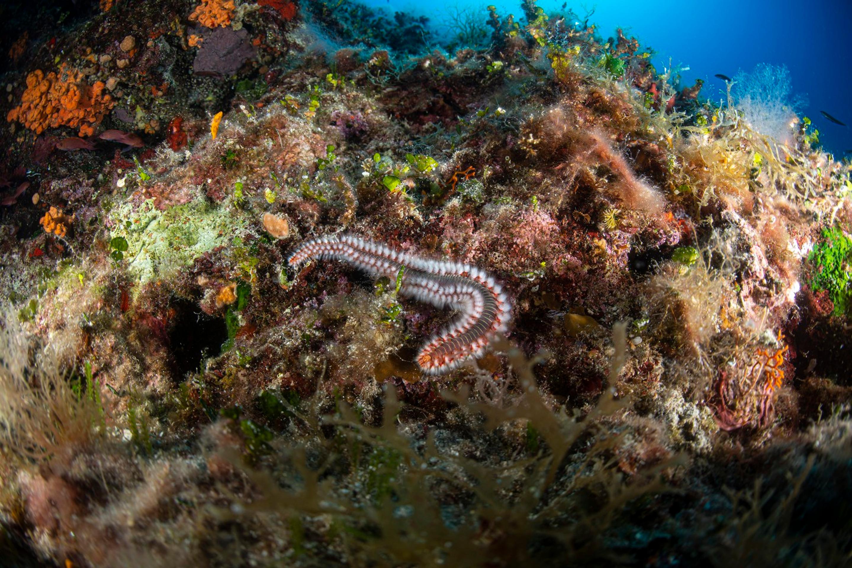 Ohnivý červ - Hermodice carunculata