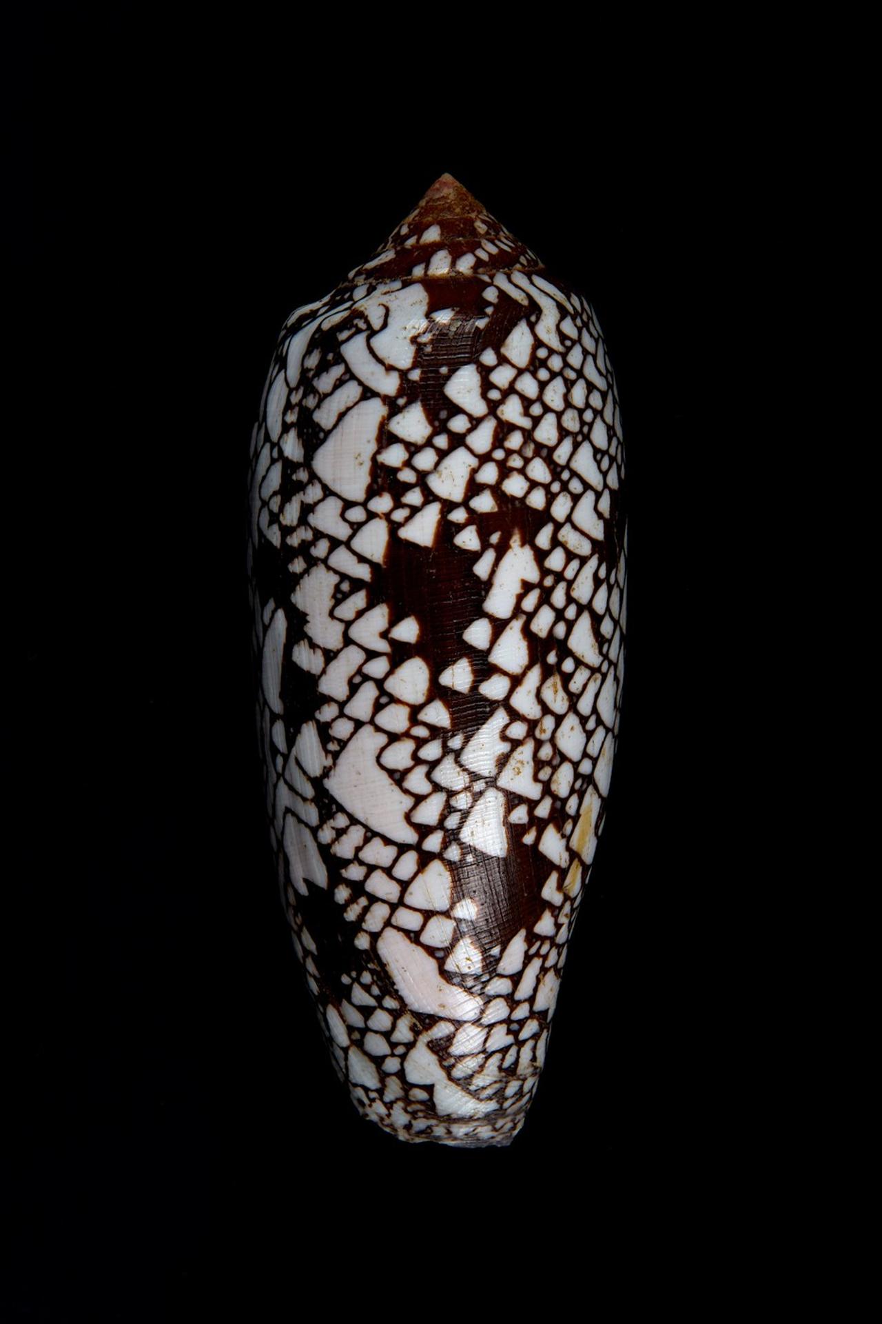 homolica kniežacia (lat. conus aulicus)