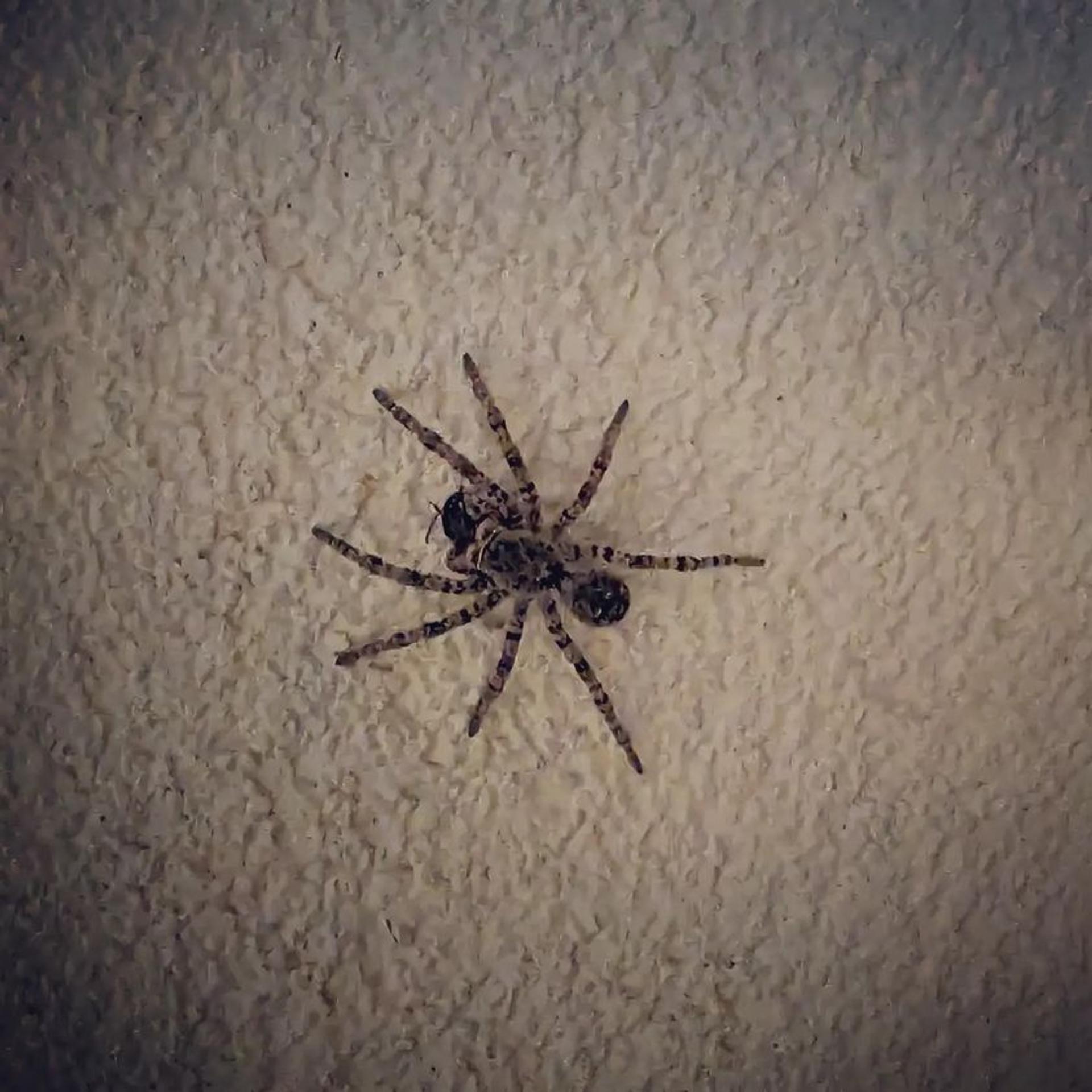 Strehúň škvrnitý