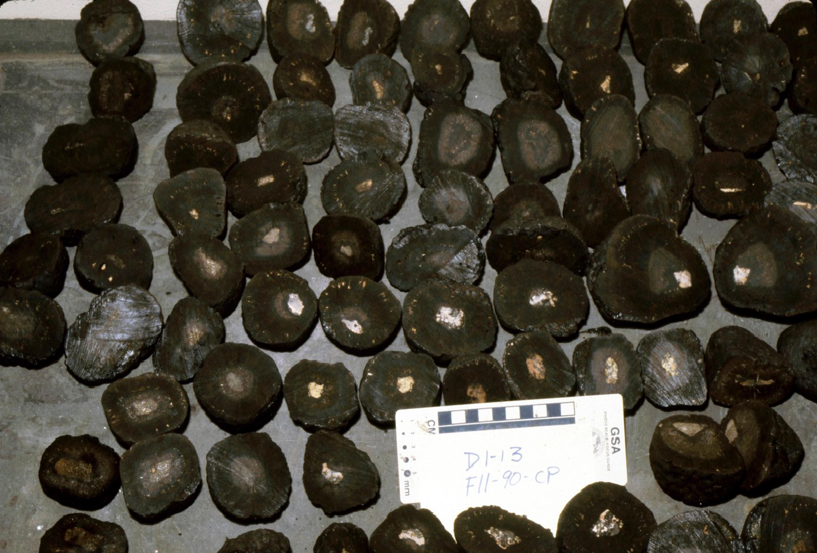 Feromangánové konkrécie.