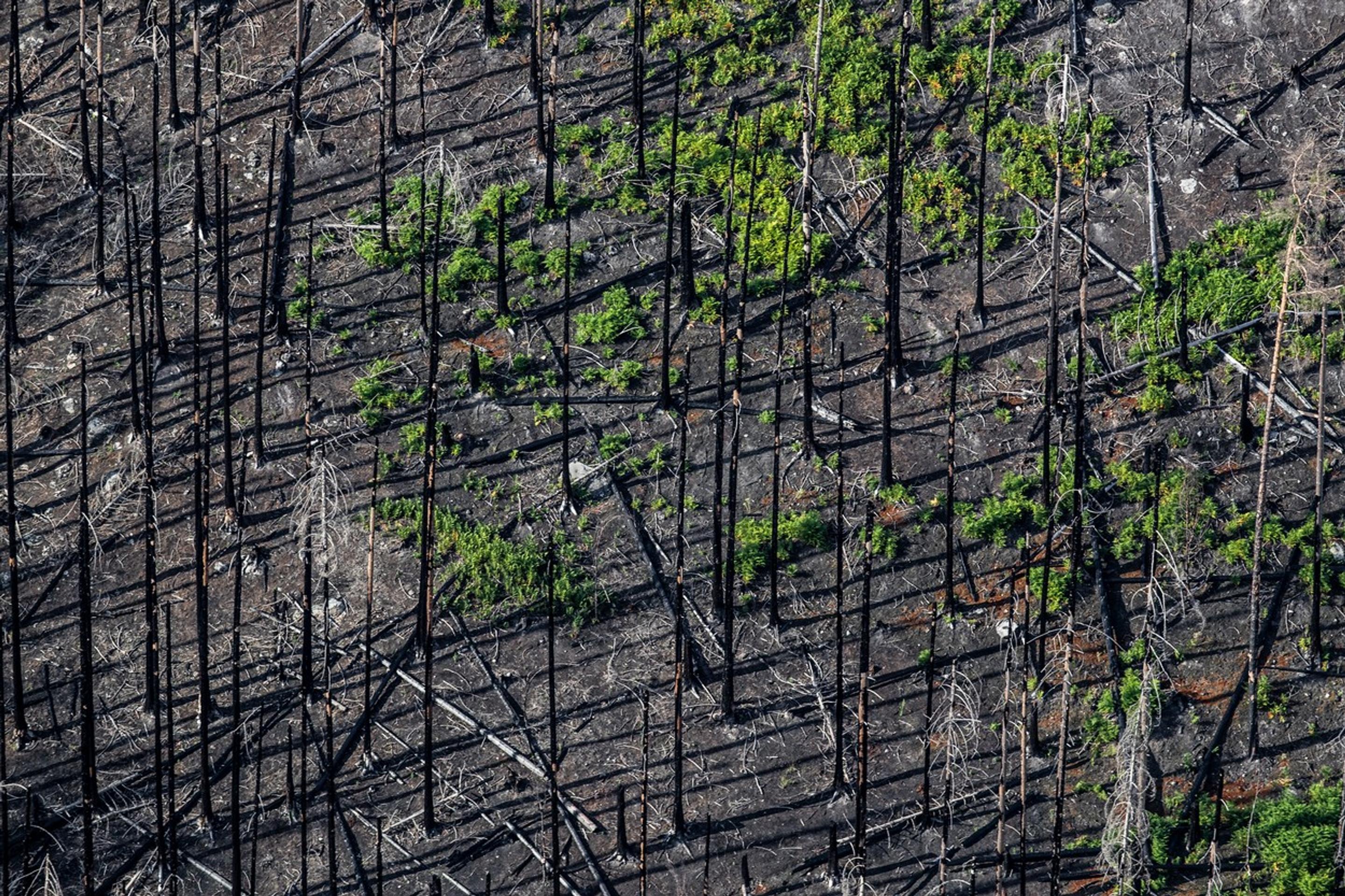 České Švajčiarsko rok po požiari