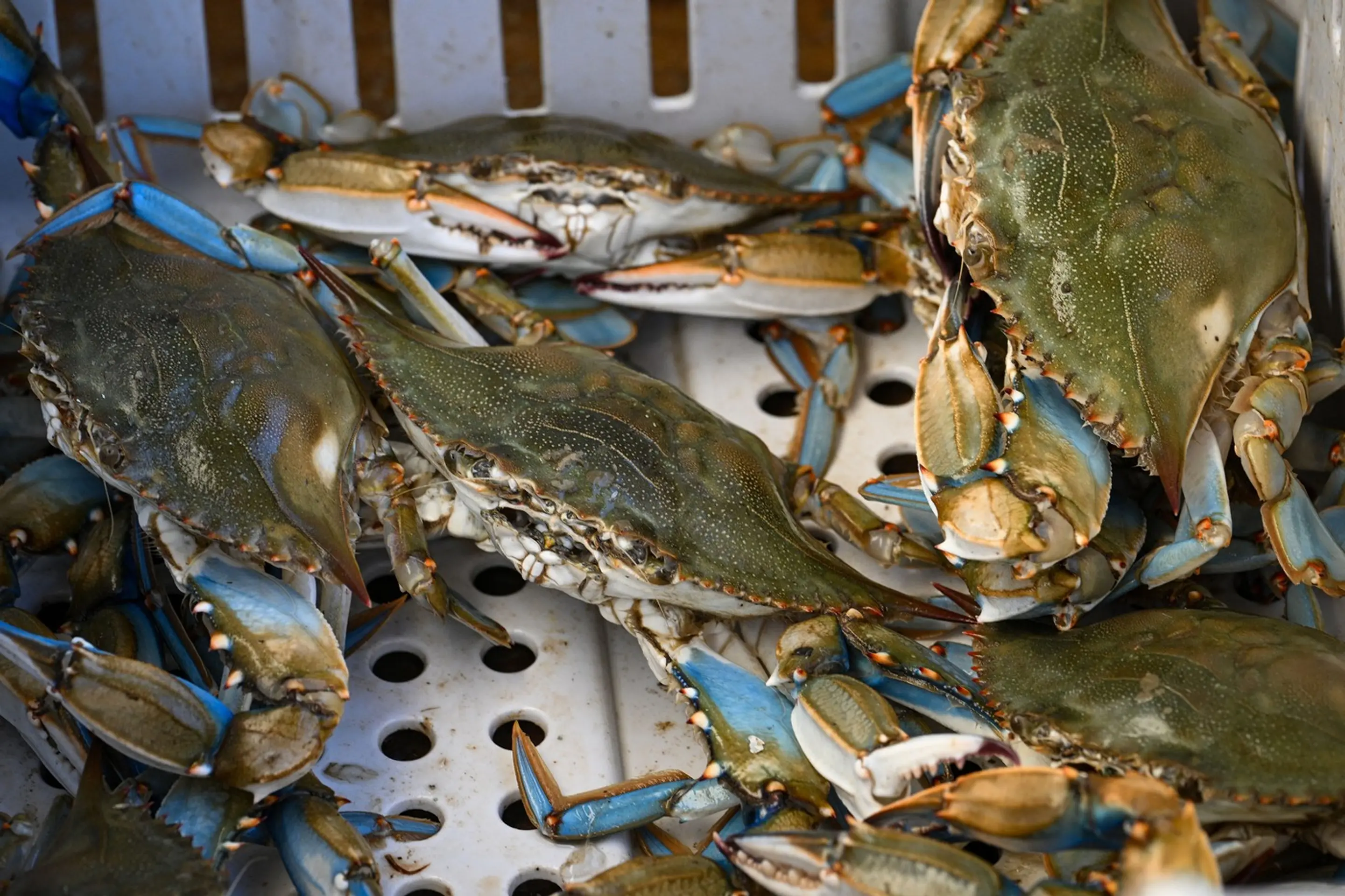 Krab modrý (lat. Callinectes sapidus).
