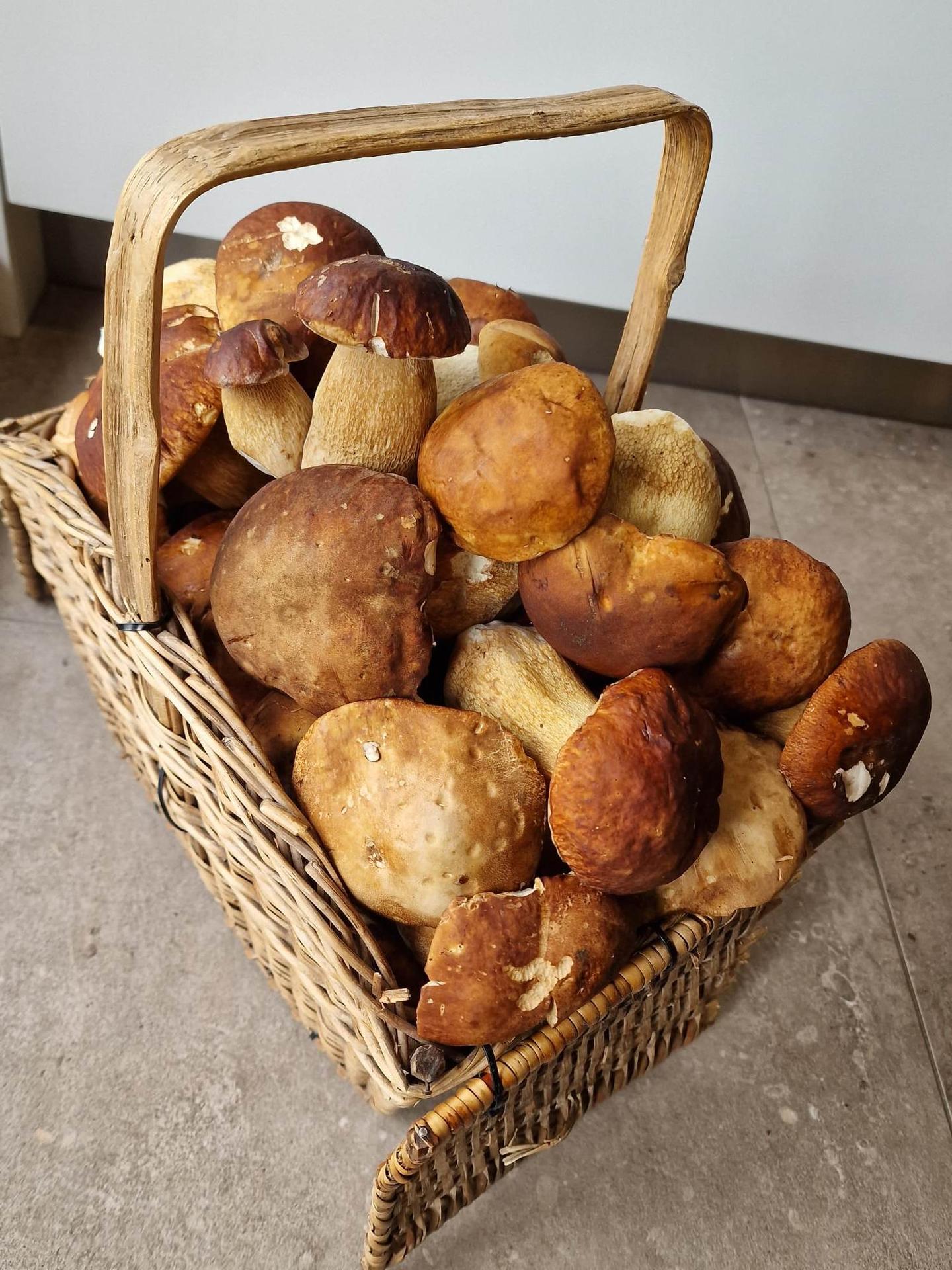 Zo Sniny máme aj druhý dôkaz - plný košík dubákov Jozefa Burdu.