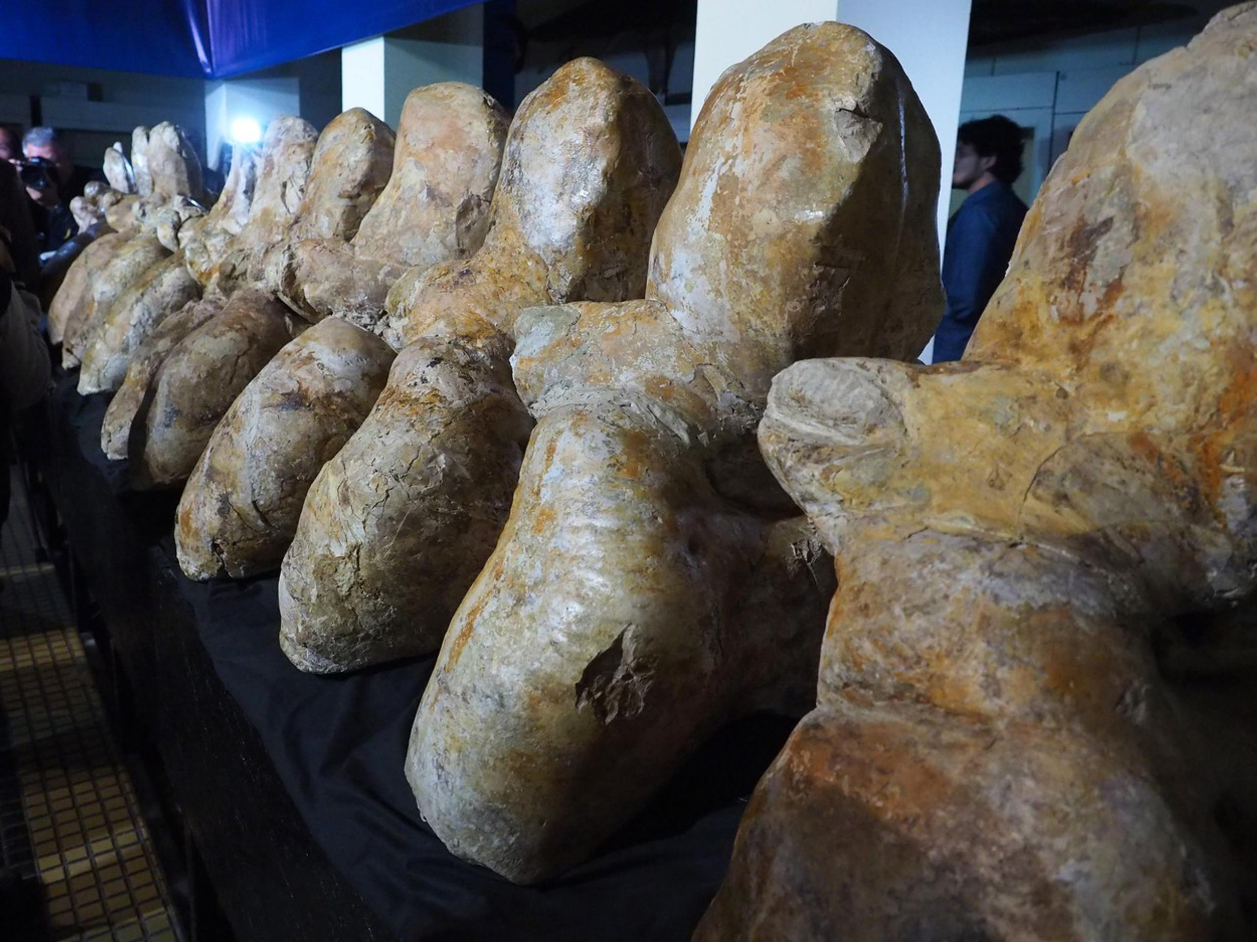 Stavce prehistorickej veľryby.