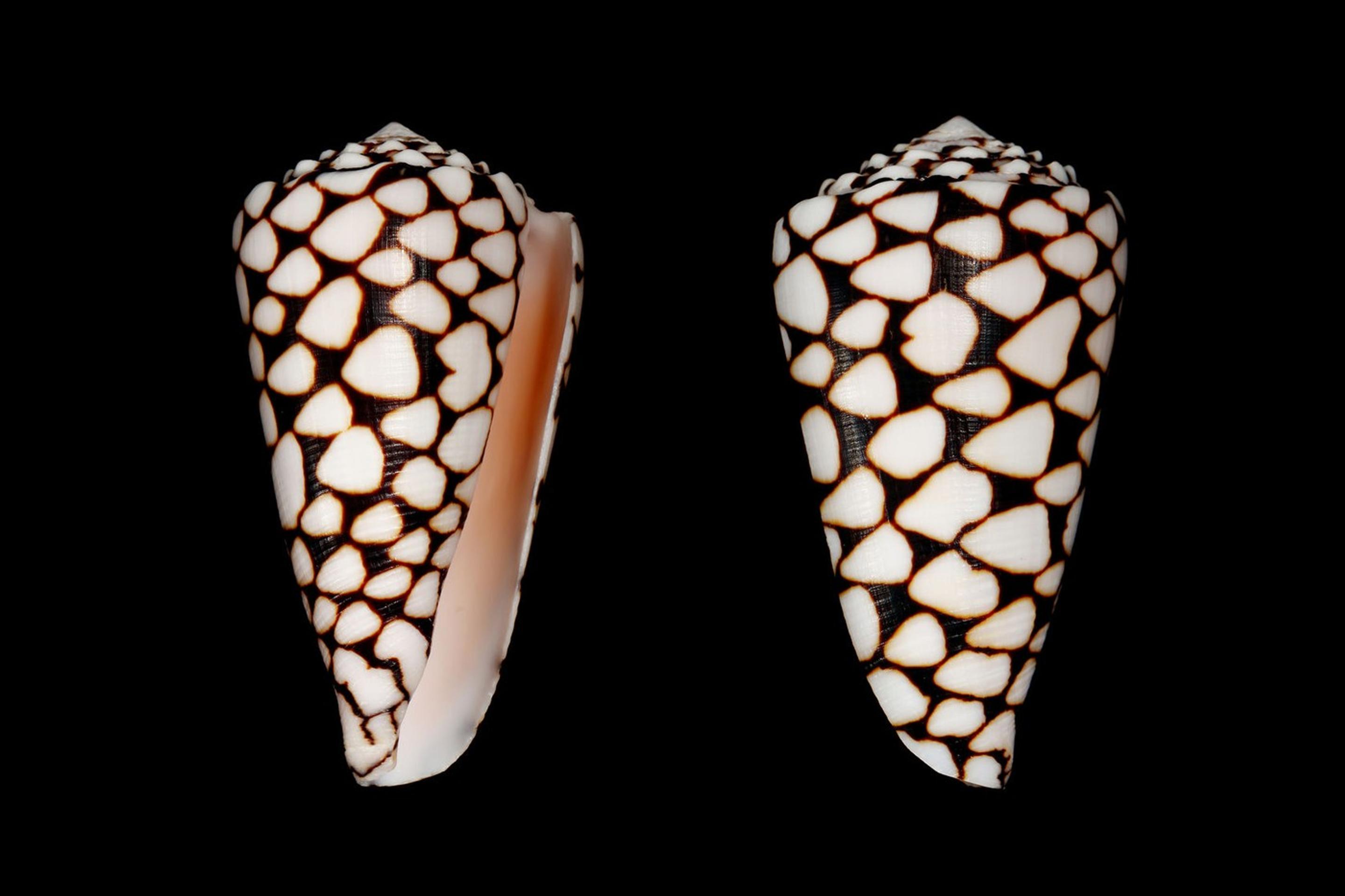 homolica mramorovaná (lat. Conus marmoreus)