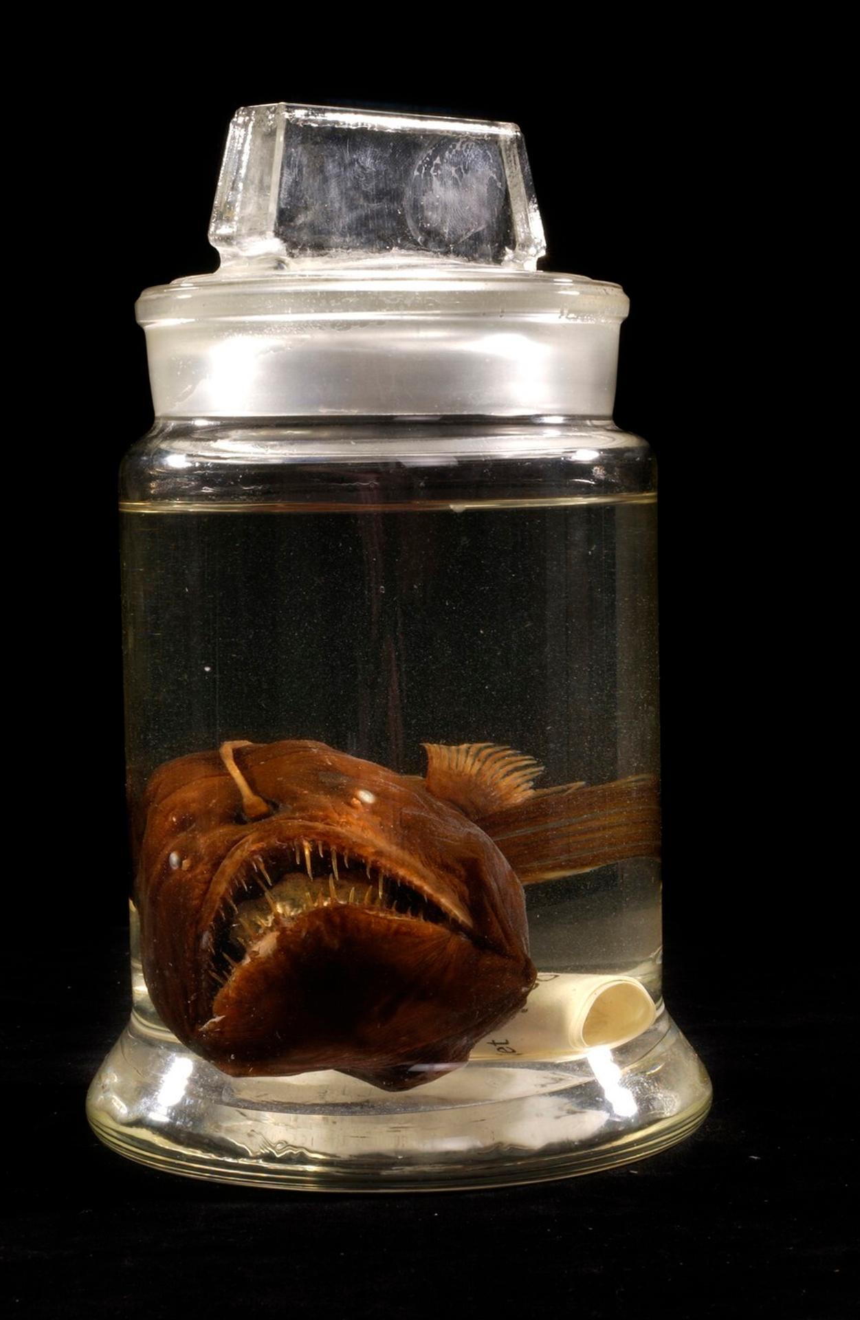 Melanocetus johnsonii