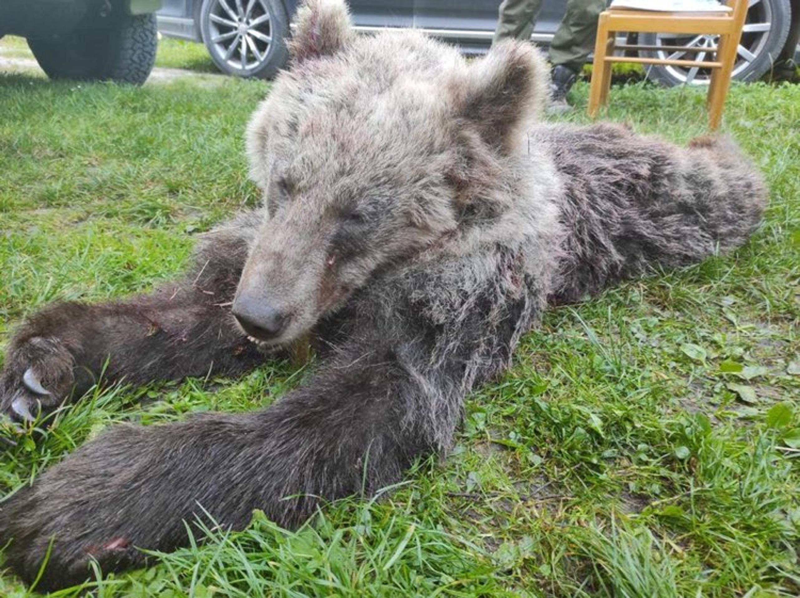 Medveďa zrazilo auto.