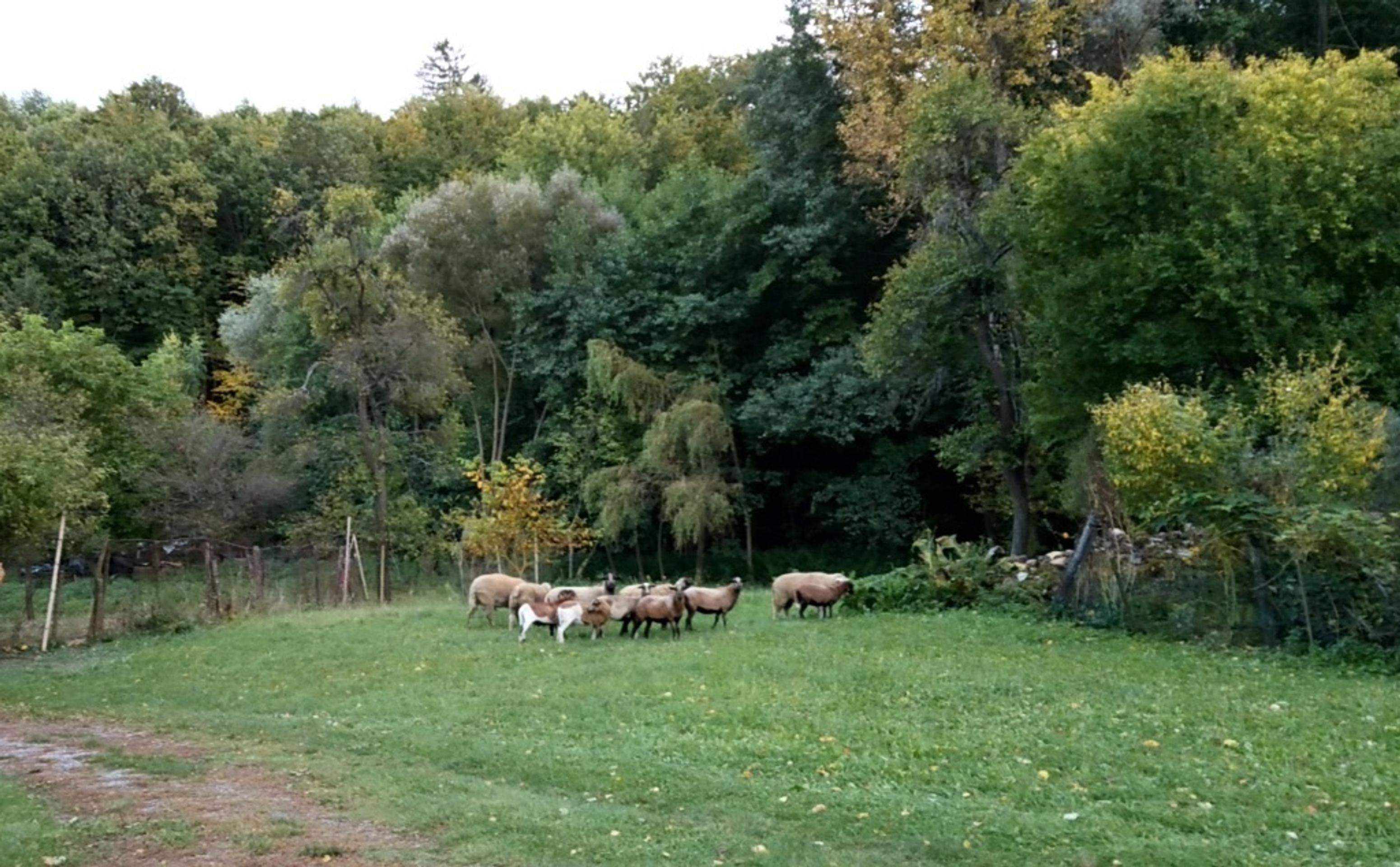 Baran napadol ženu.