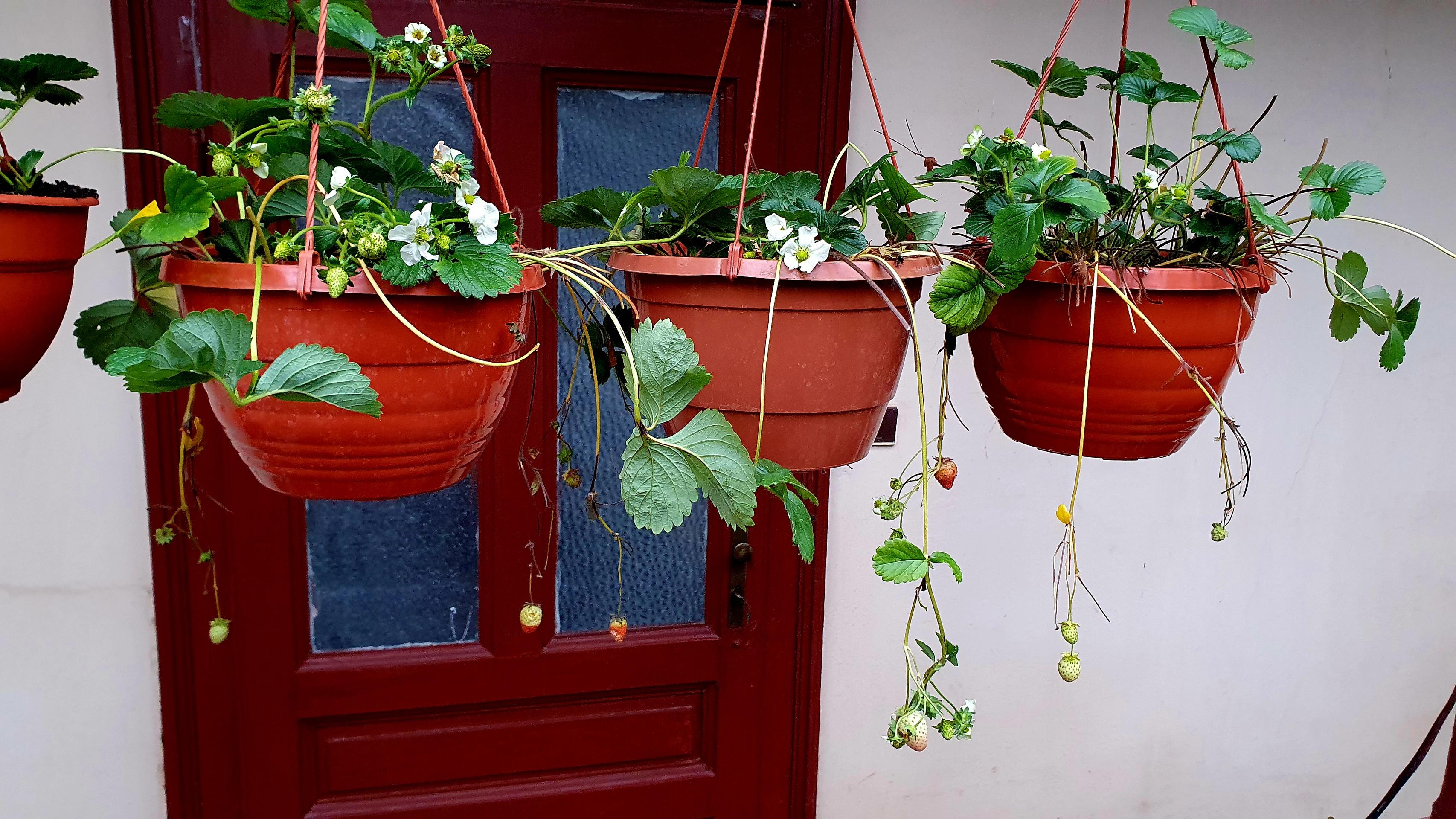 Jahody mu kvitnú v polovici decembra