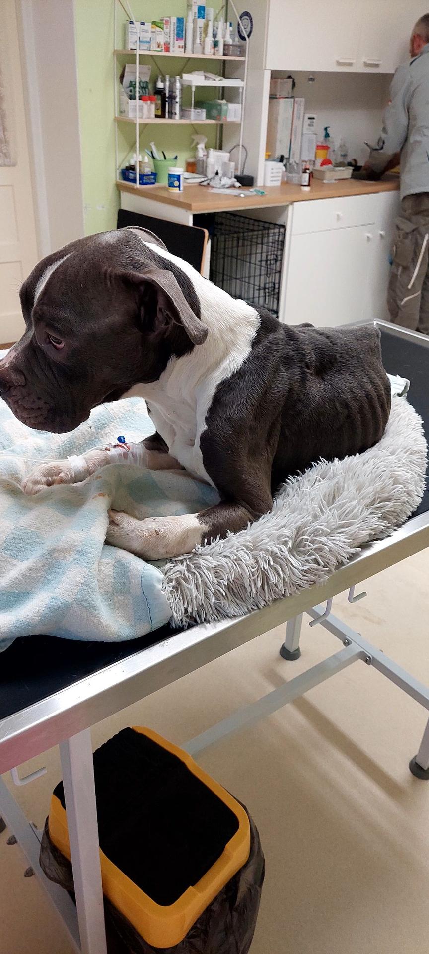 Psík momentálne už je v dobrých rukách. Musí zabojovať.