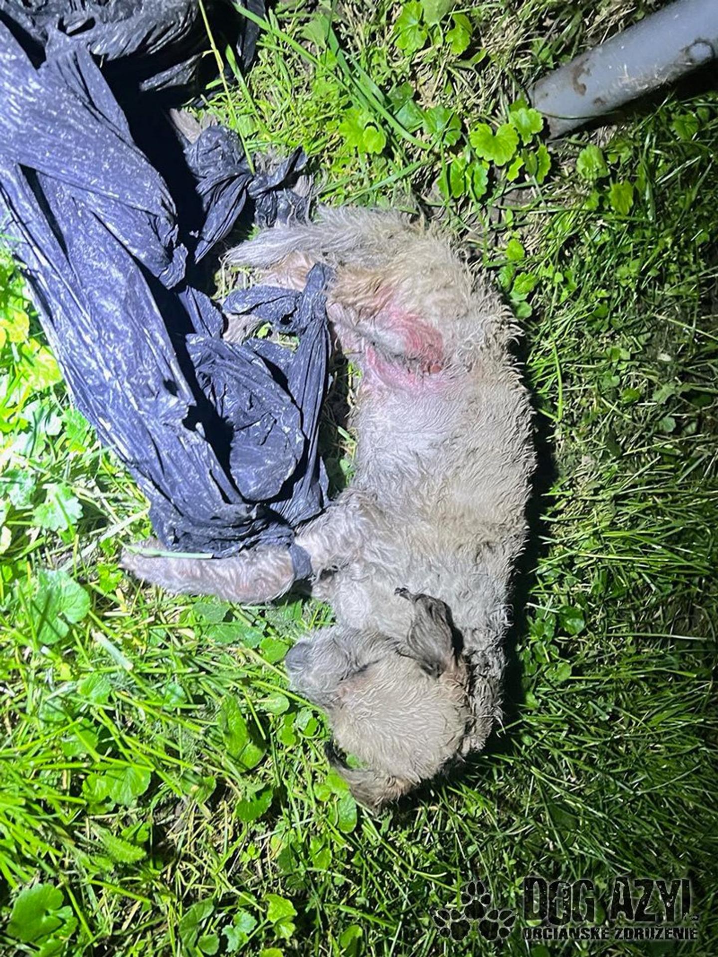 Týraný pes z Dunajskej Stredy