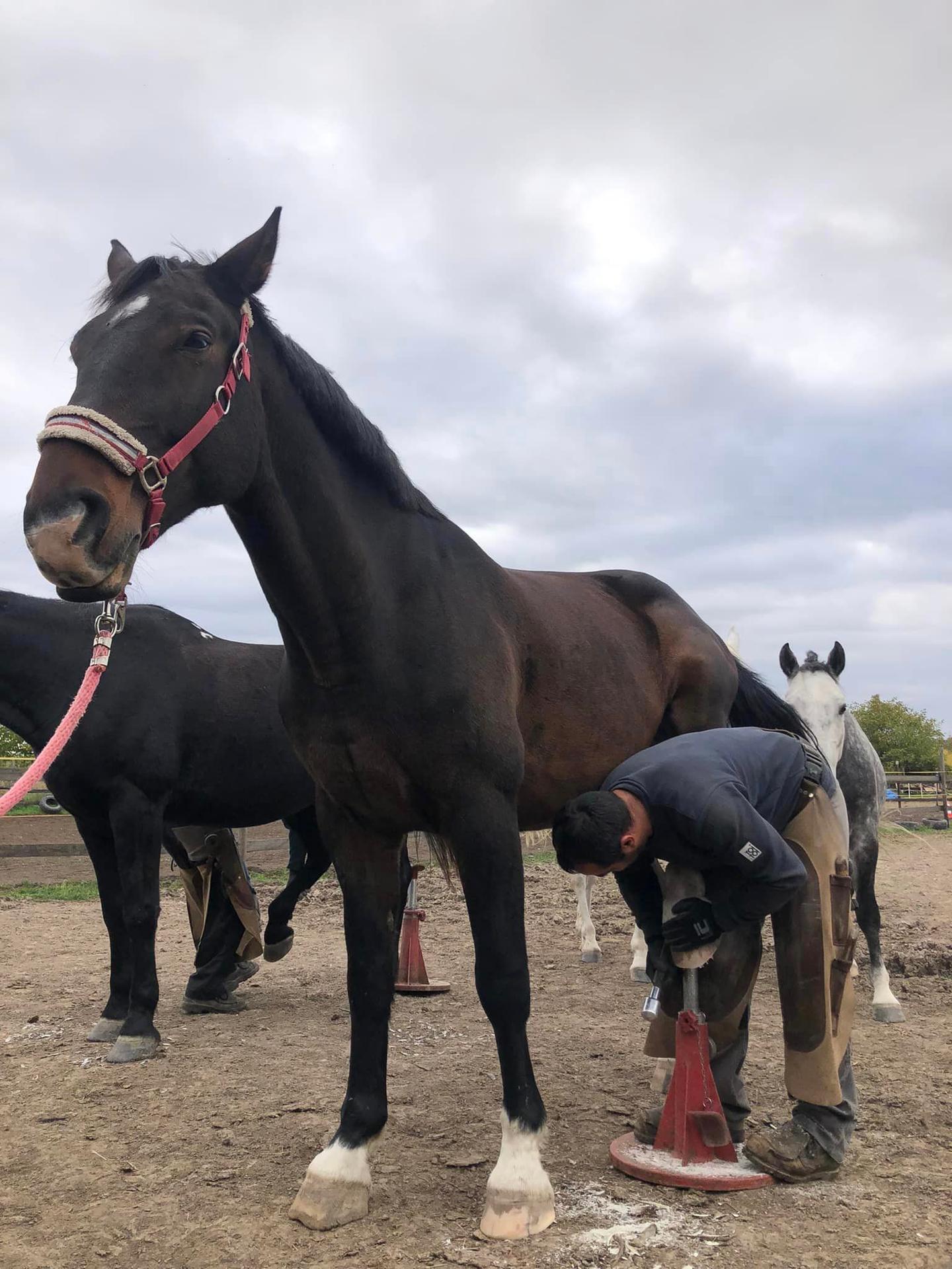 Jazdecká škola v Závadke.