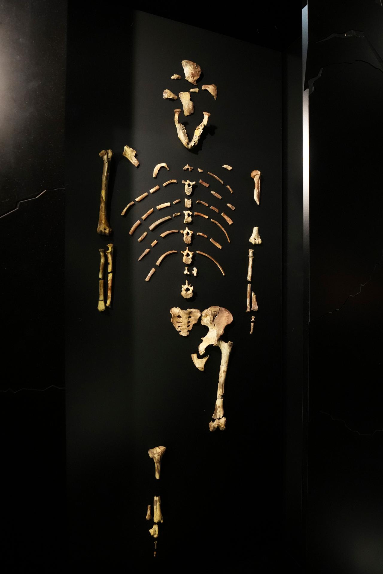 Zarámované 3,2 milióna rokov staré fosílie hominida „Lucy“ počas otvorenia výstavy v Národnom múzeu v Prahe.