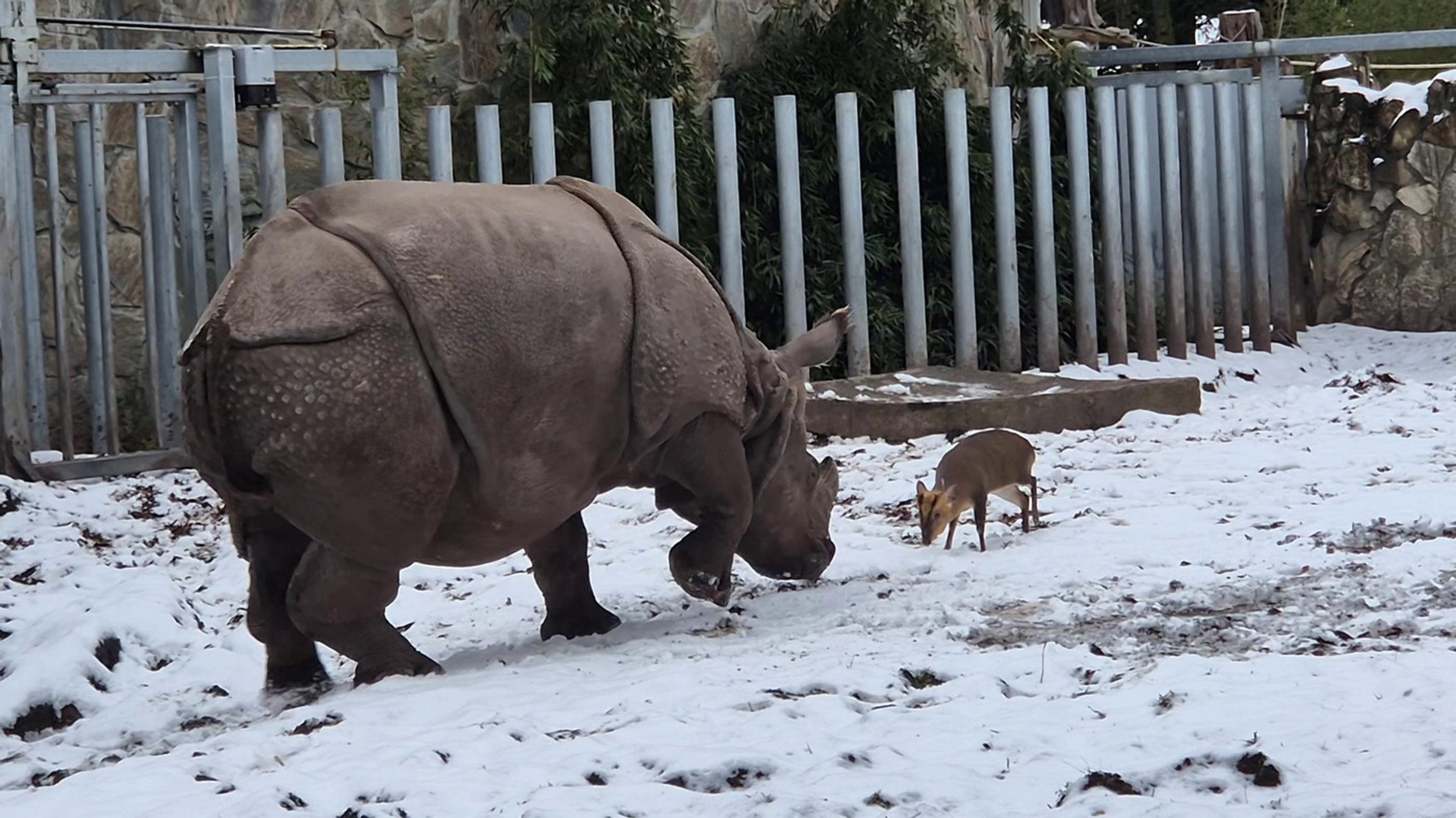 Muntiak vyzval na súboj nosorožca.