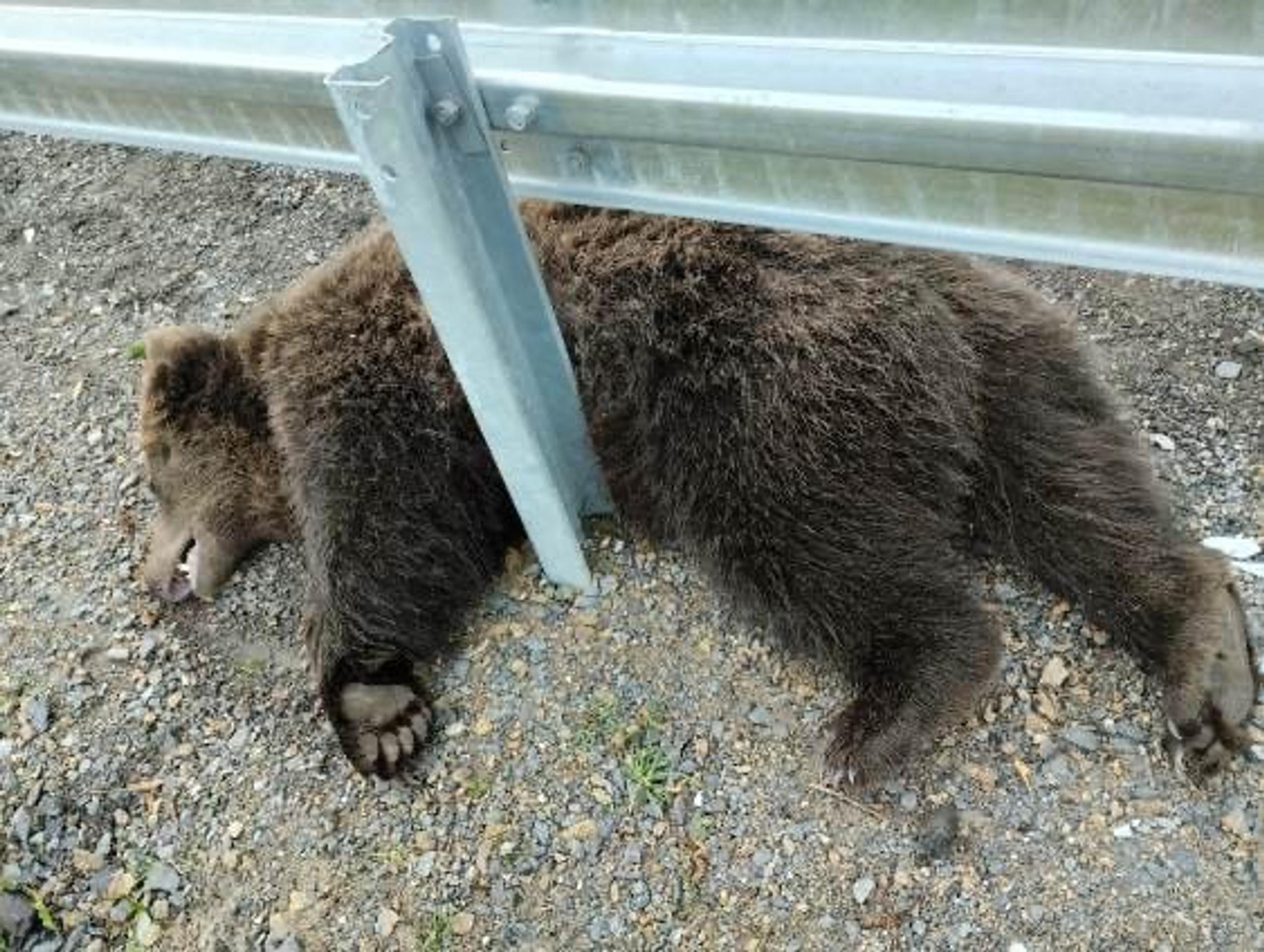 Neďaleko Hybe pod kolesami auta zahynul ďalší medveď