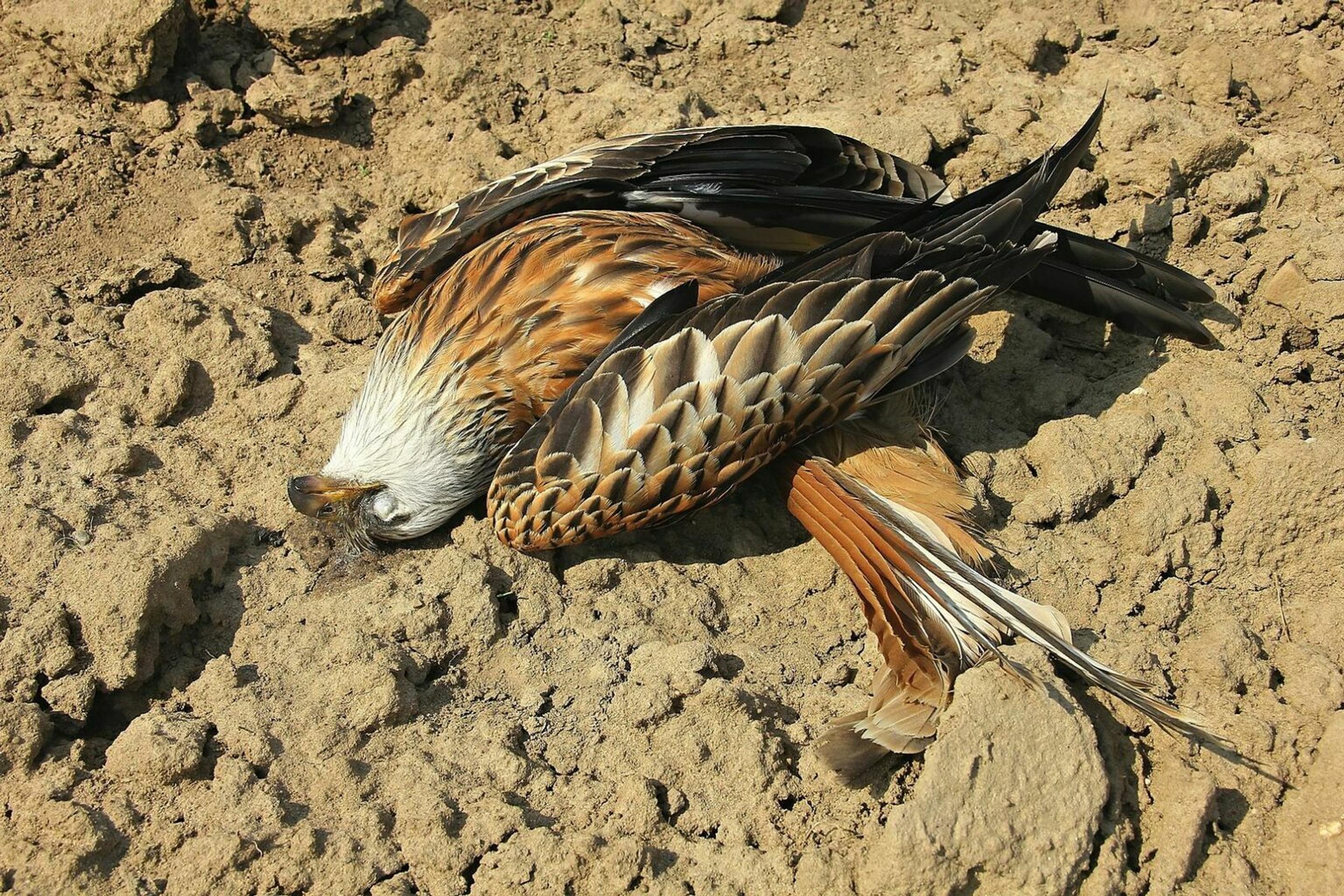 Uhynutý dravec pri Holíči.