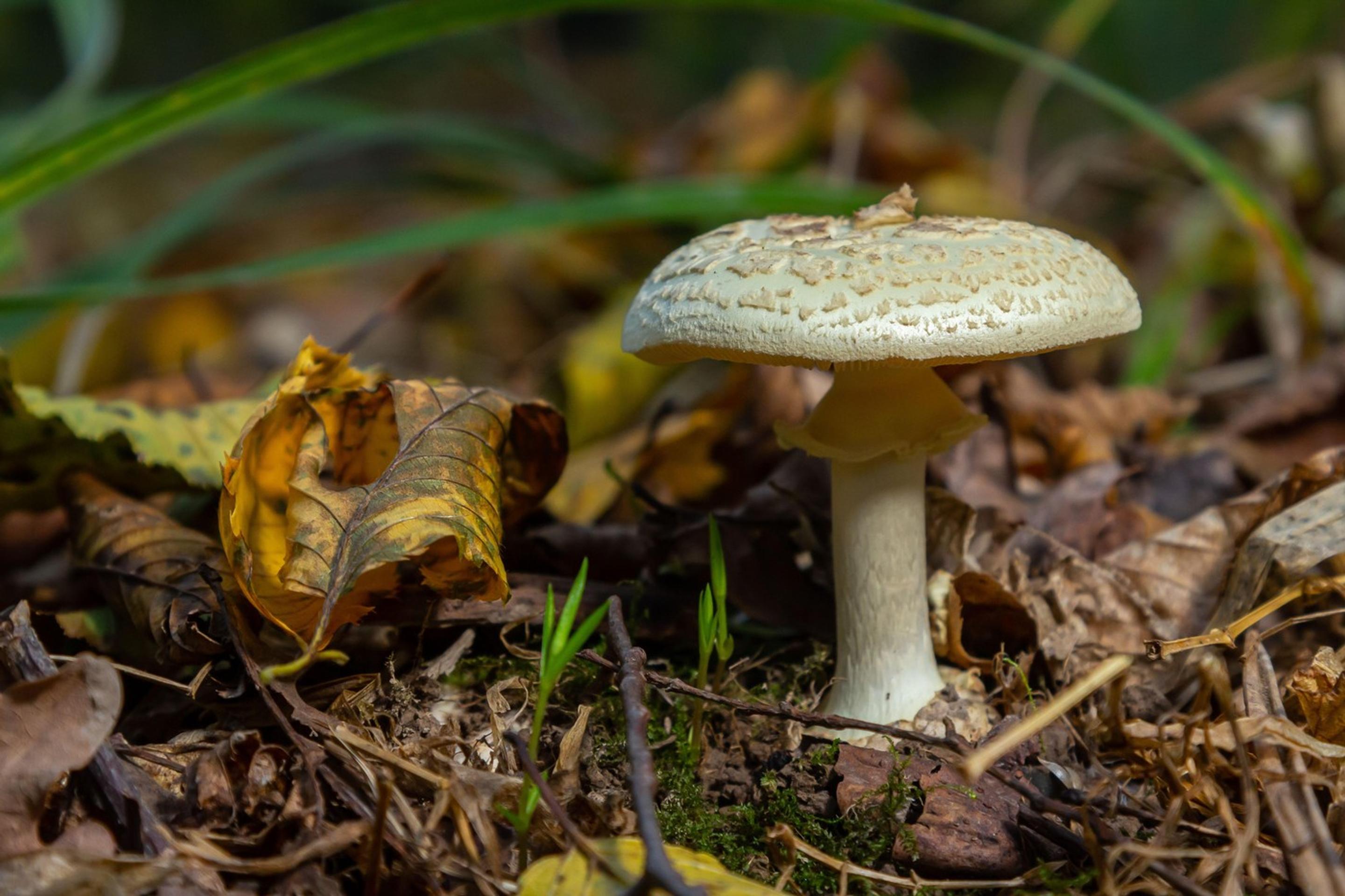 muchotrávka zelená (Amanita phalloides)