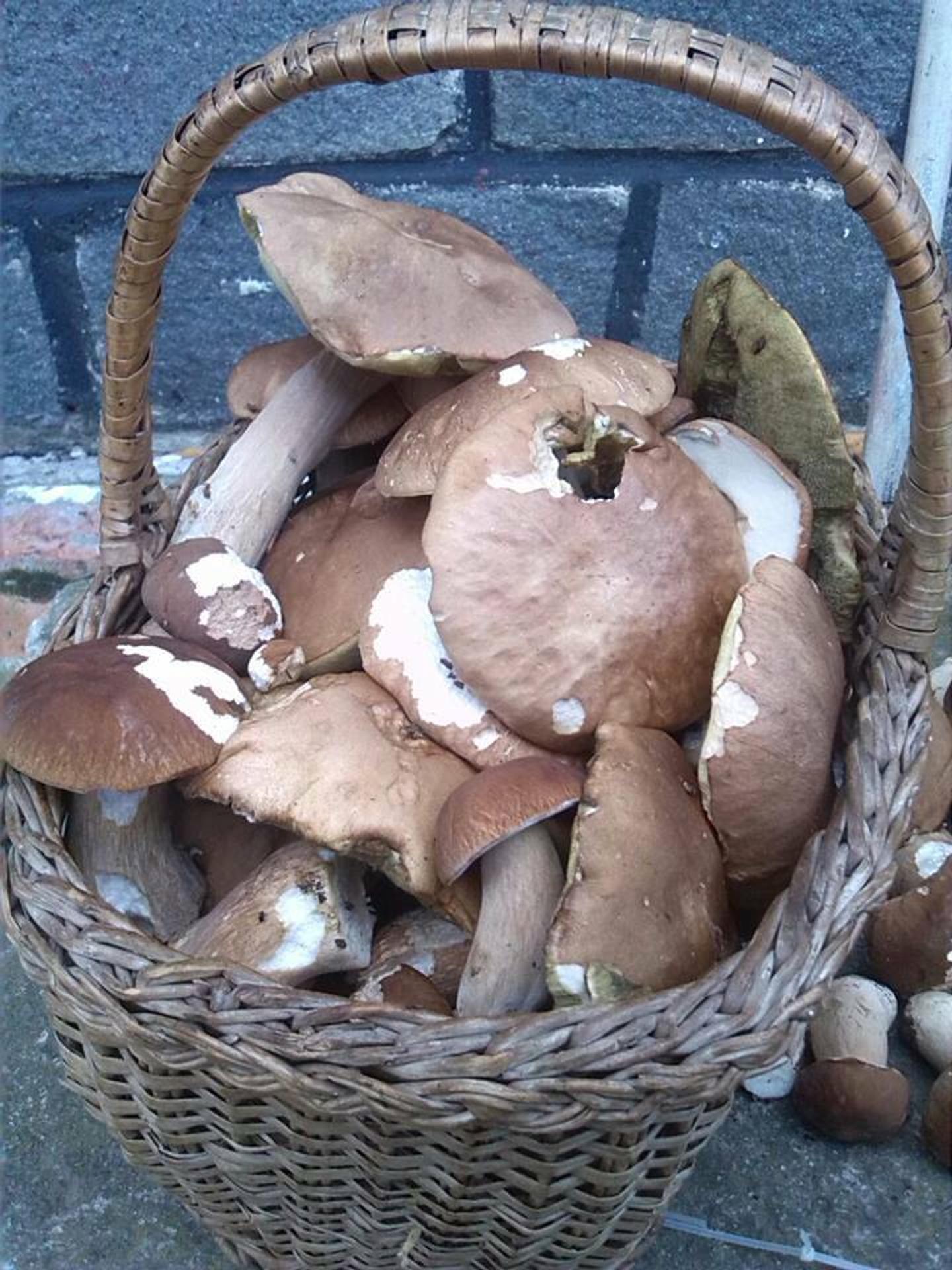 Hubárska sezóna v bardejovskom okrese.