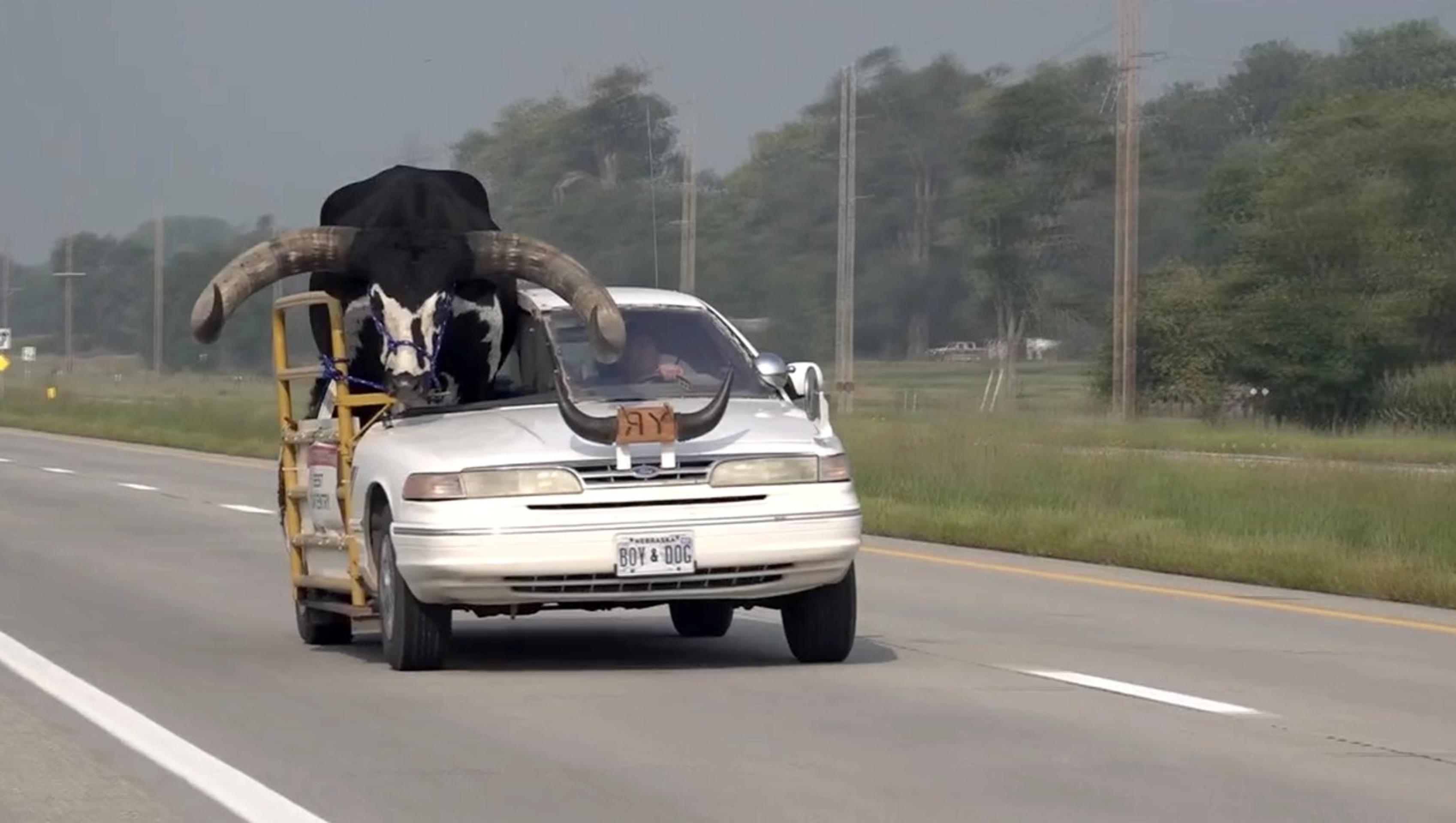 Býk pasažierom v aute.