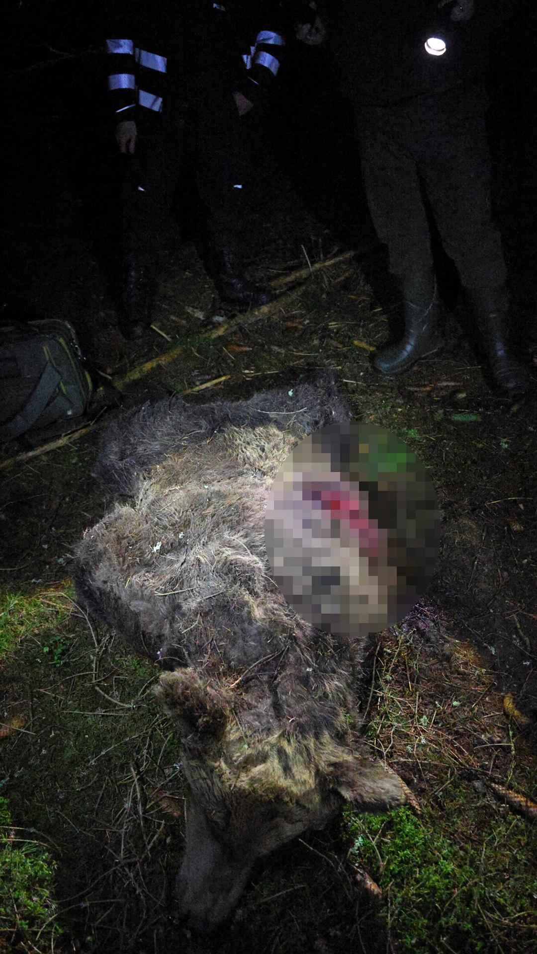 Zakrvavený medveď.