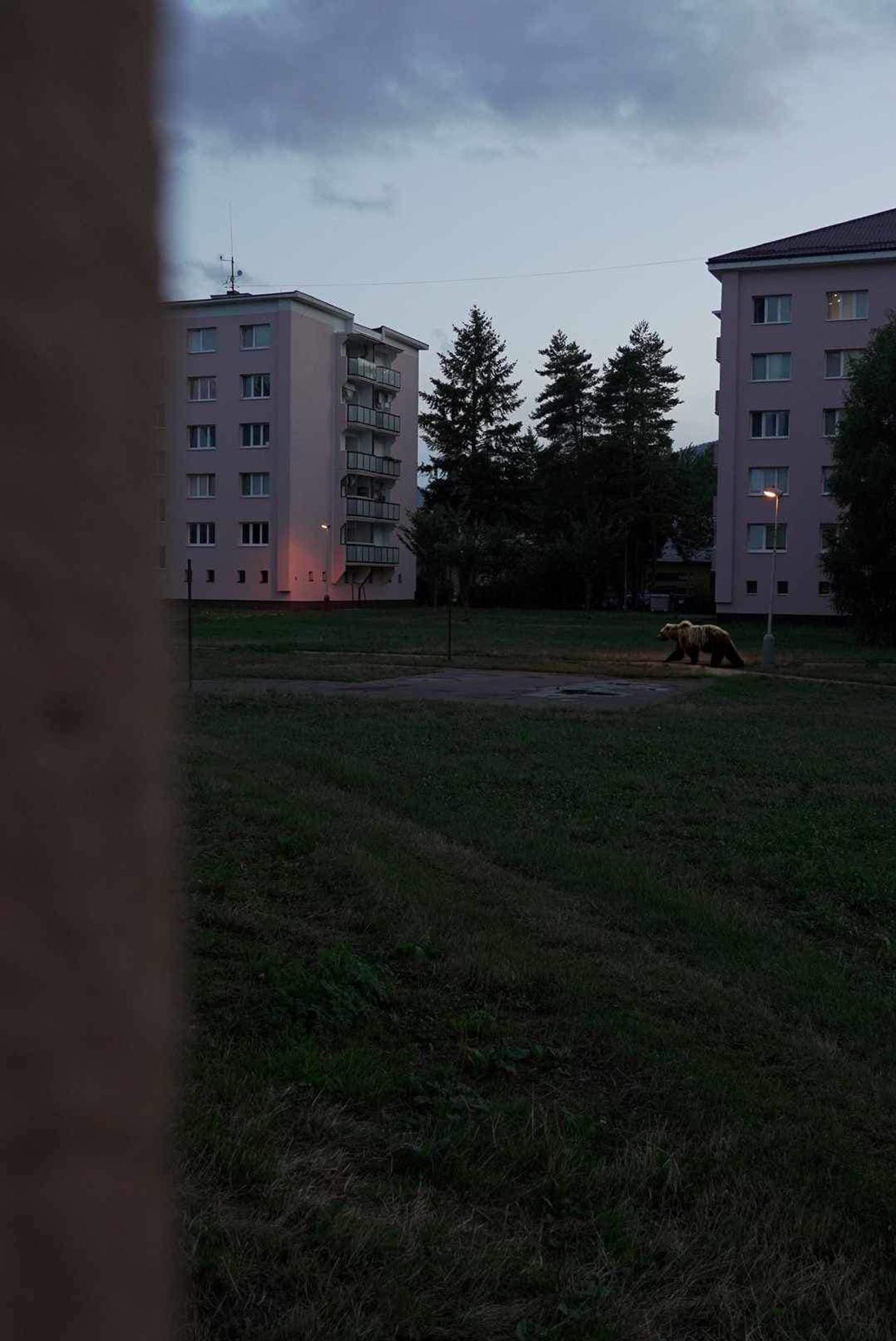 Fotomontáž medveďa medzi bytovkami