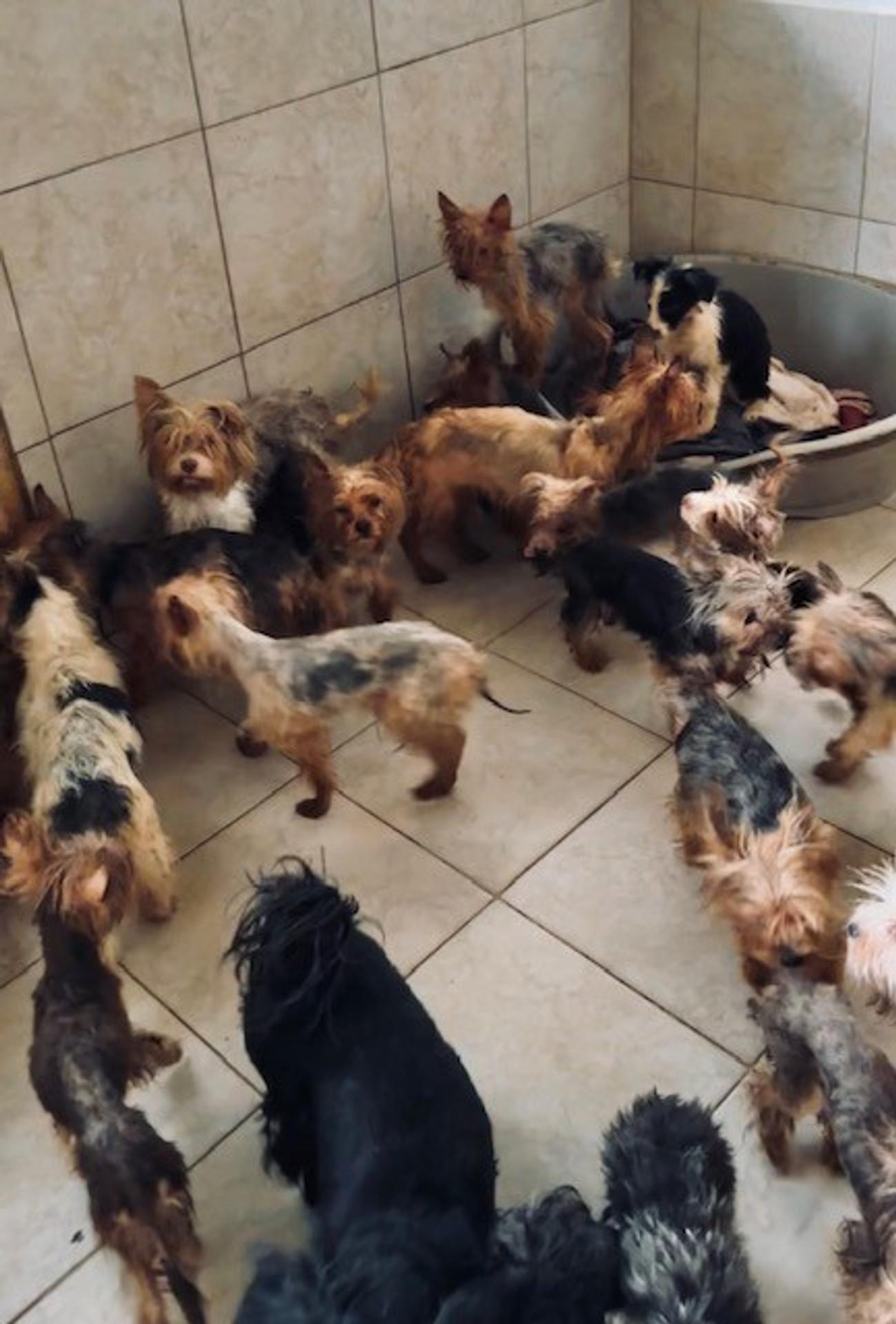 Psov držala v katastrofálnych podmienkach.