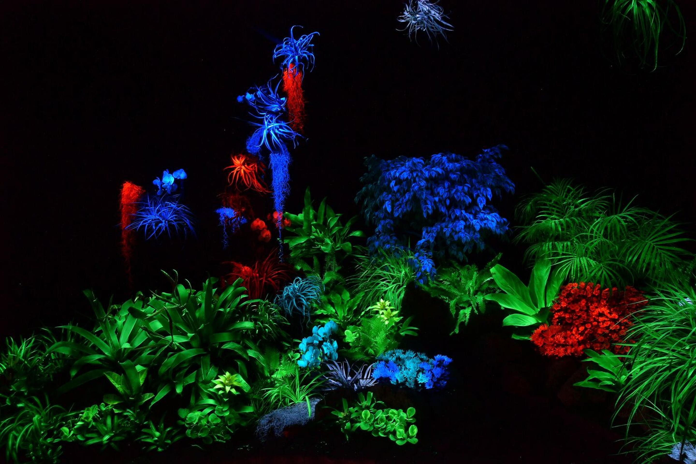 Svietiace rastliny v Košiciach.