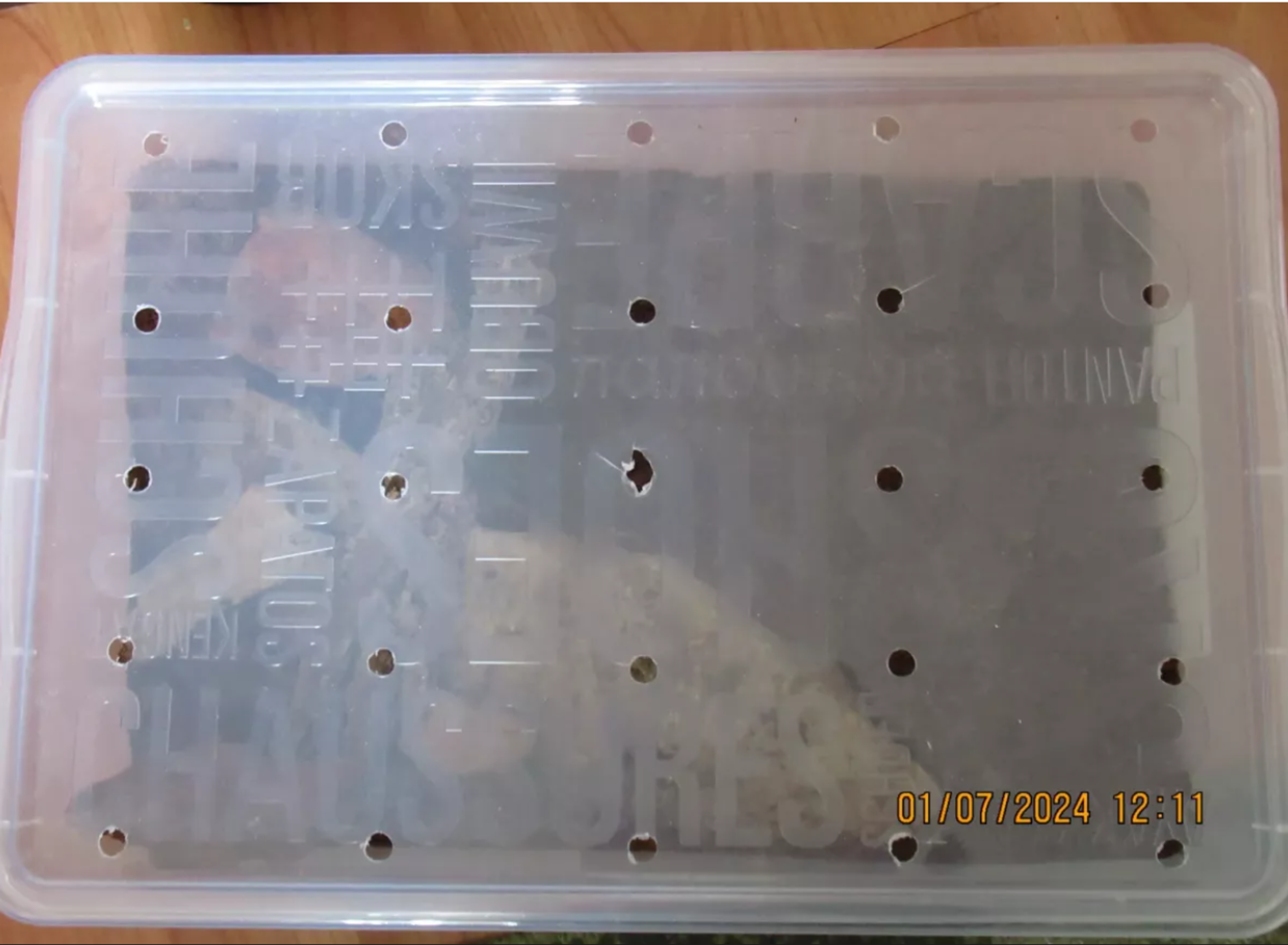 Na Liptove utiekli dva jedovaté škorpióny titius serrulatus.