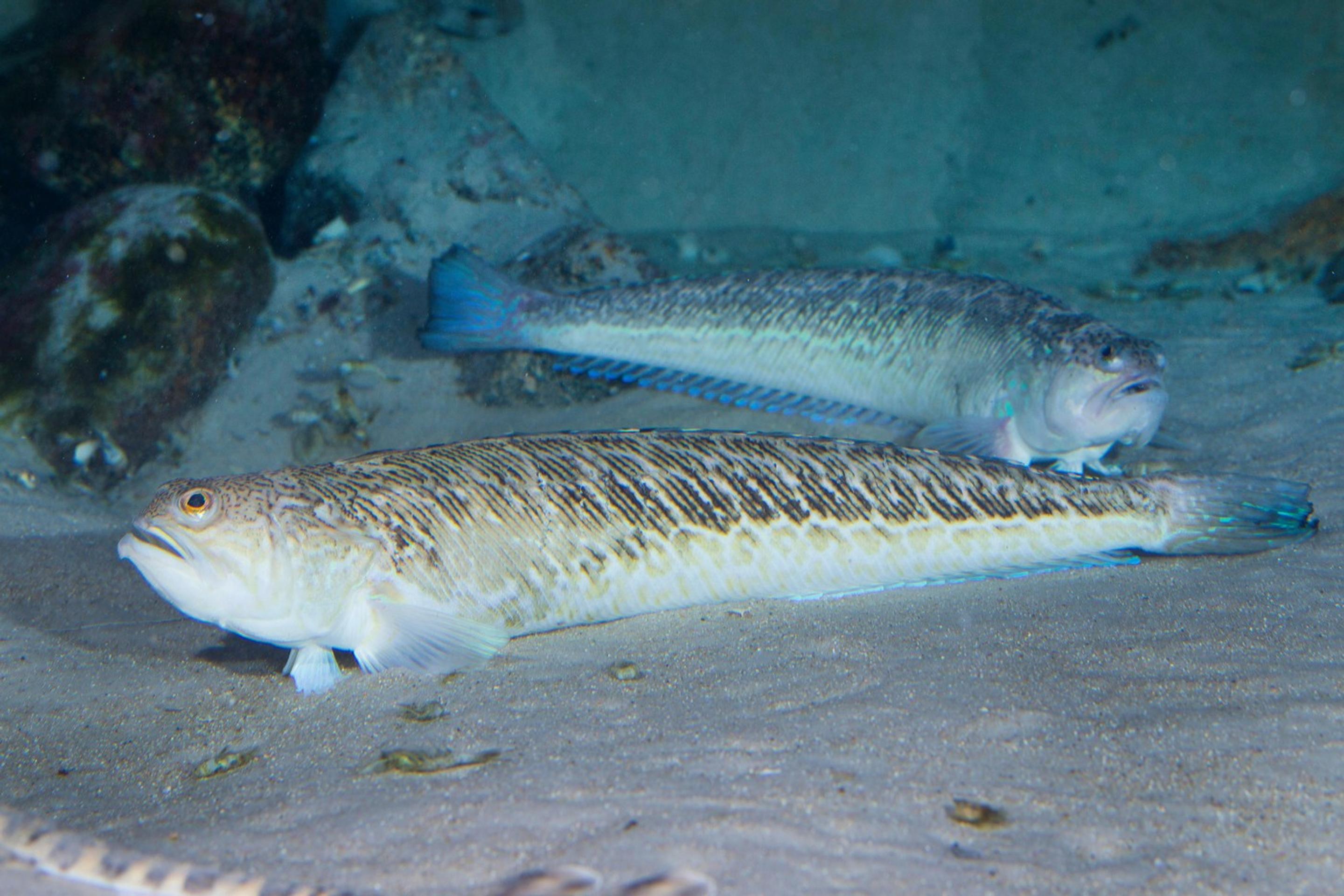 bodavec veľký (lat. Trachinus draco)