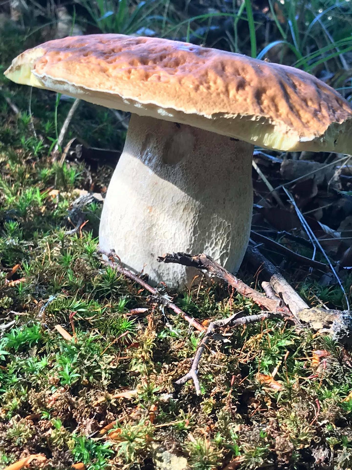 Tieto dubáky Martina Petráša vyzerajú ako dva koláče.