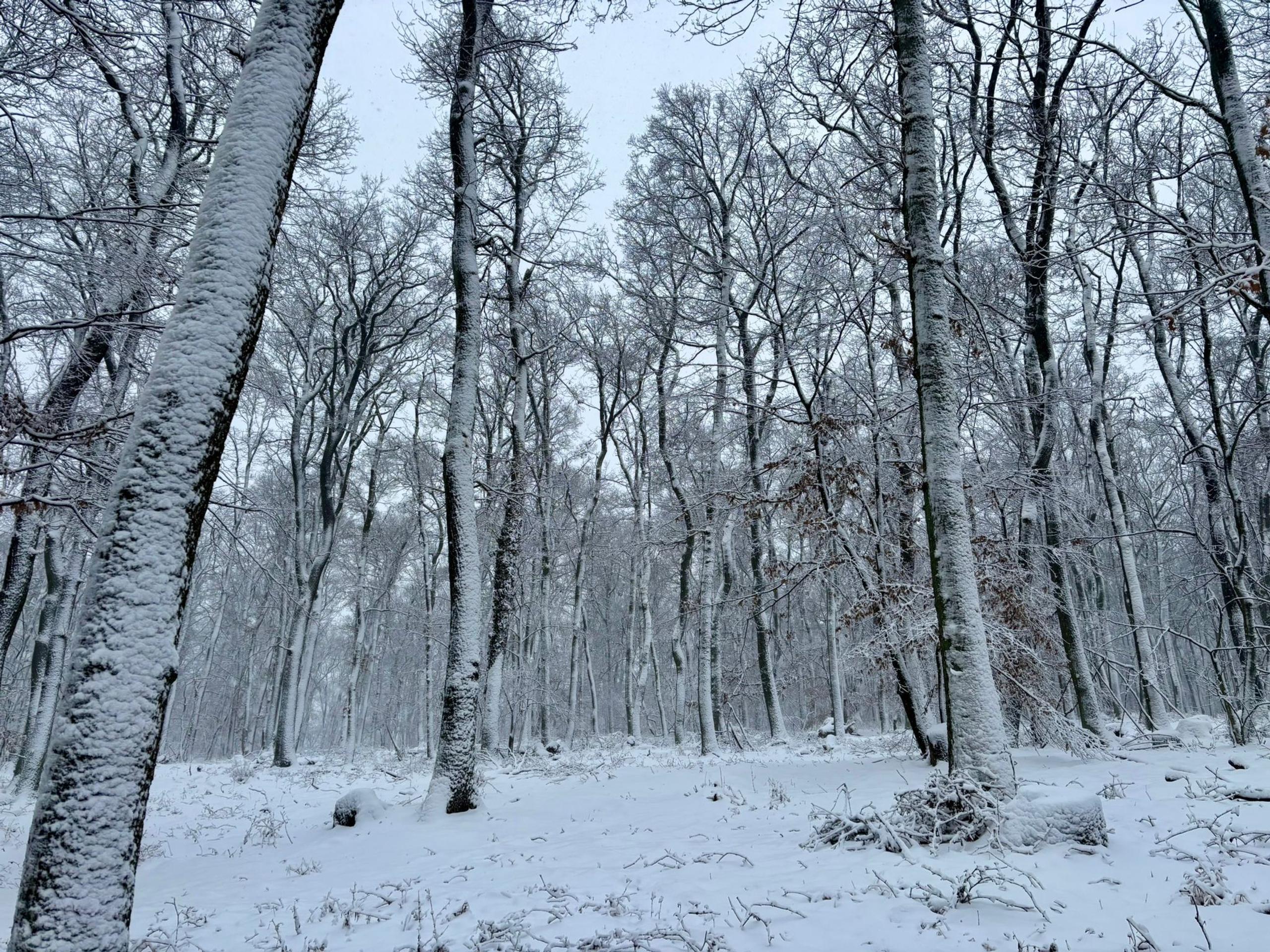 Bielej pokrývky sa dočkali aj lesy.